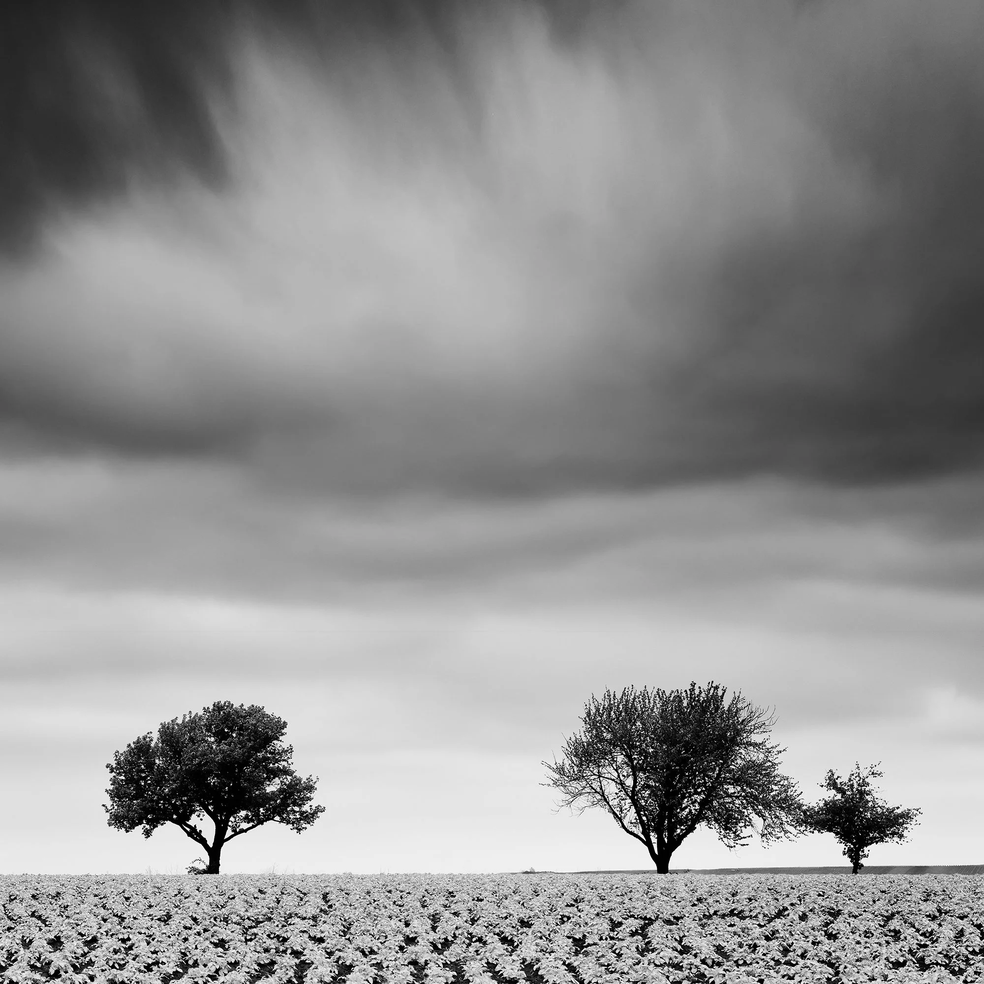 Detail of Potato Field with Cherry Trees Study 2 by Gerald Berghammer, showing cherry trees beneath sweeping storm clouds in Austria.
