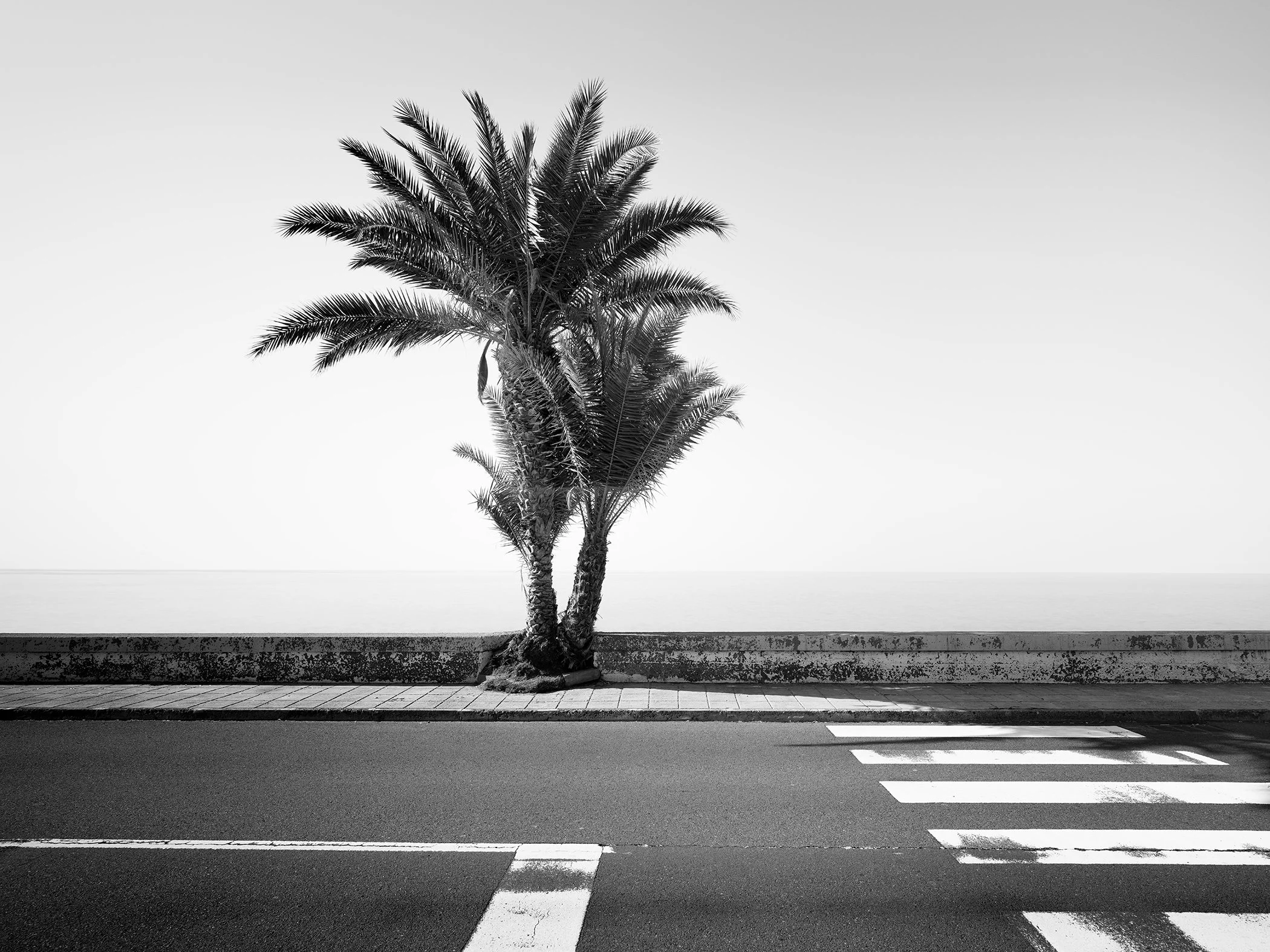 Black-and-white seafront photograph of a palm tree beside a road and crosswalk in Madeira, Portugal, by Gerald Berghammer