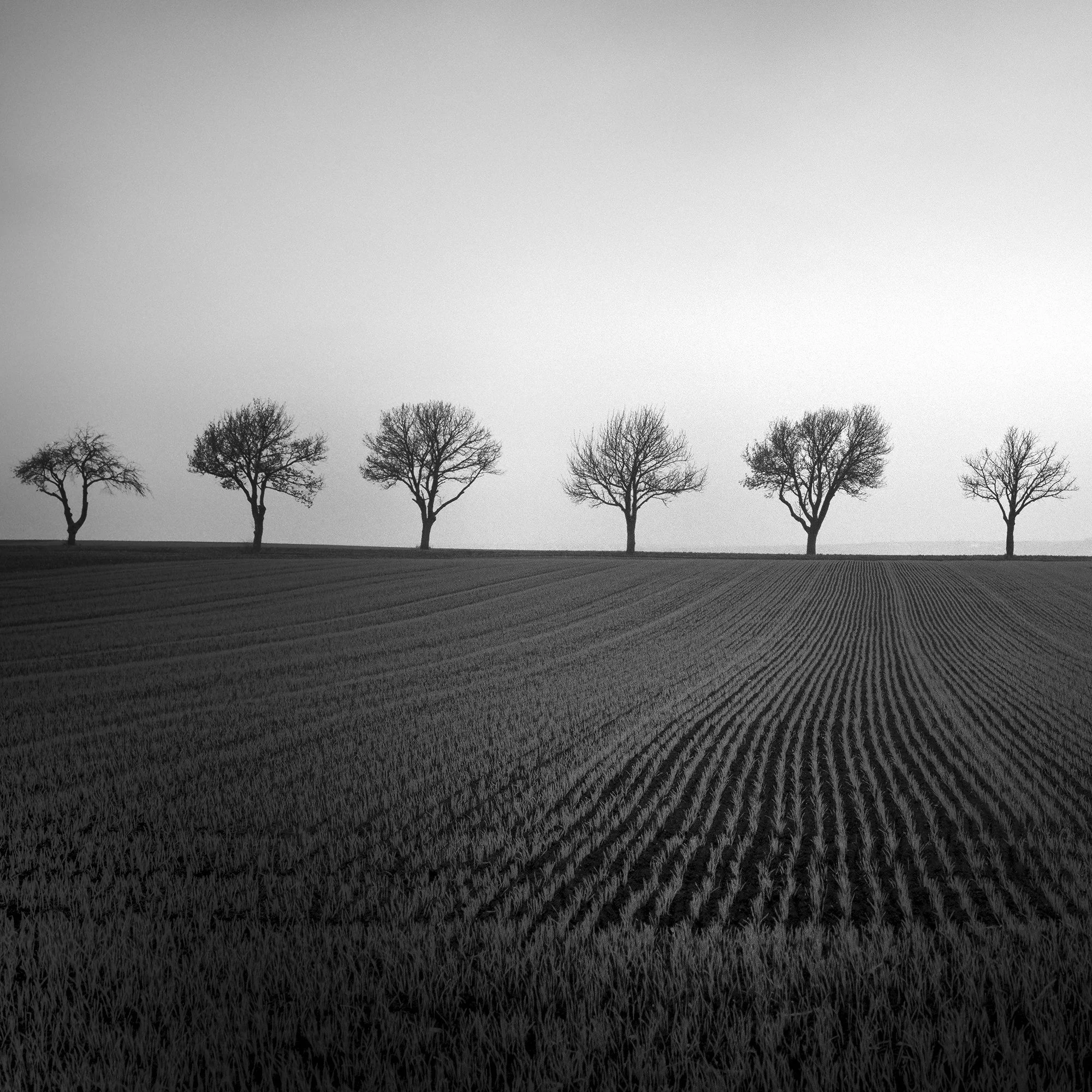 Detail of Nine Cherry Trees Study 2 showing leafless cherry trees and the structured cultivated field in the Weinviertel, Austria.