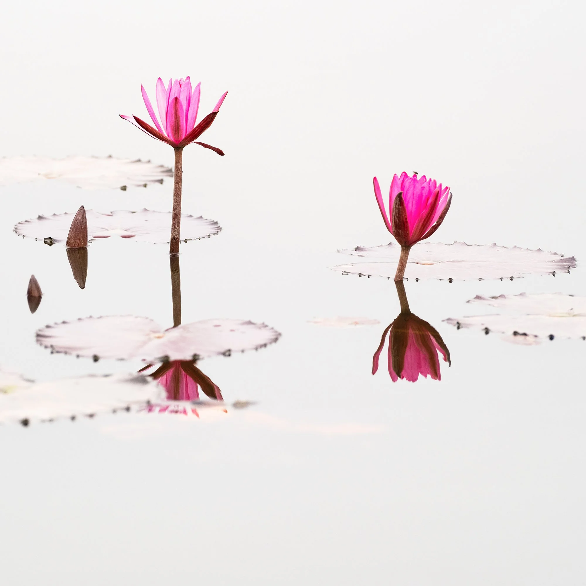 © 2025 Gerald Berghammer - Color waterscape photography. Three pink lotus flowers floating on a calm body of water with lily pads and reflections. Print detail 2