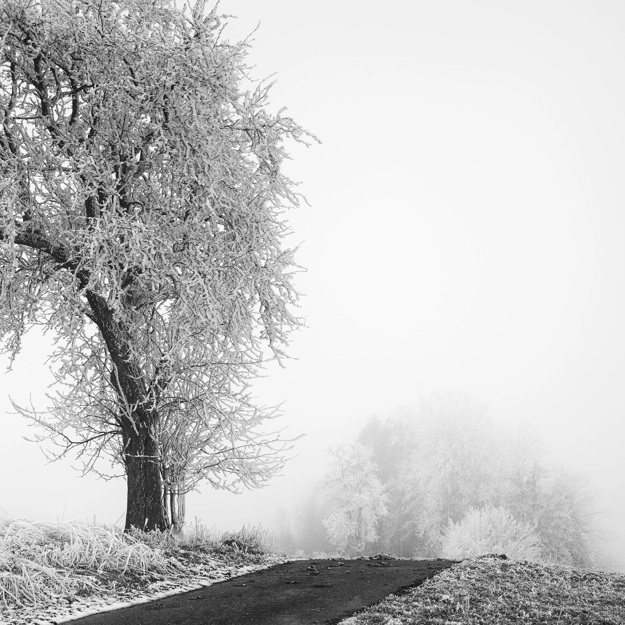 Frost-covered tree standing next to a narrow countryside road in thick fog, Detail 2