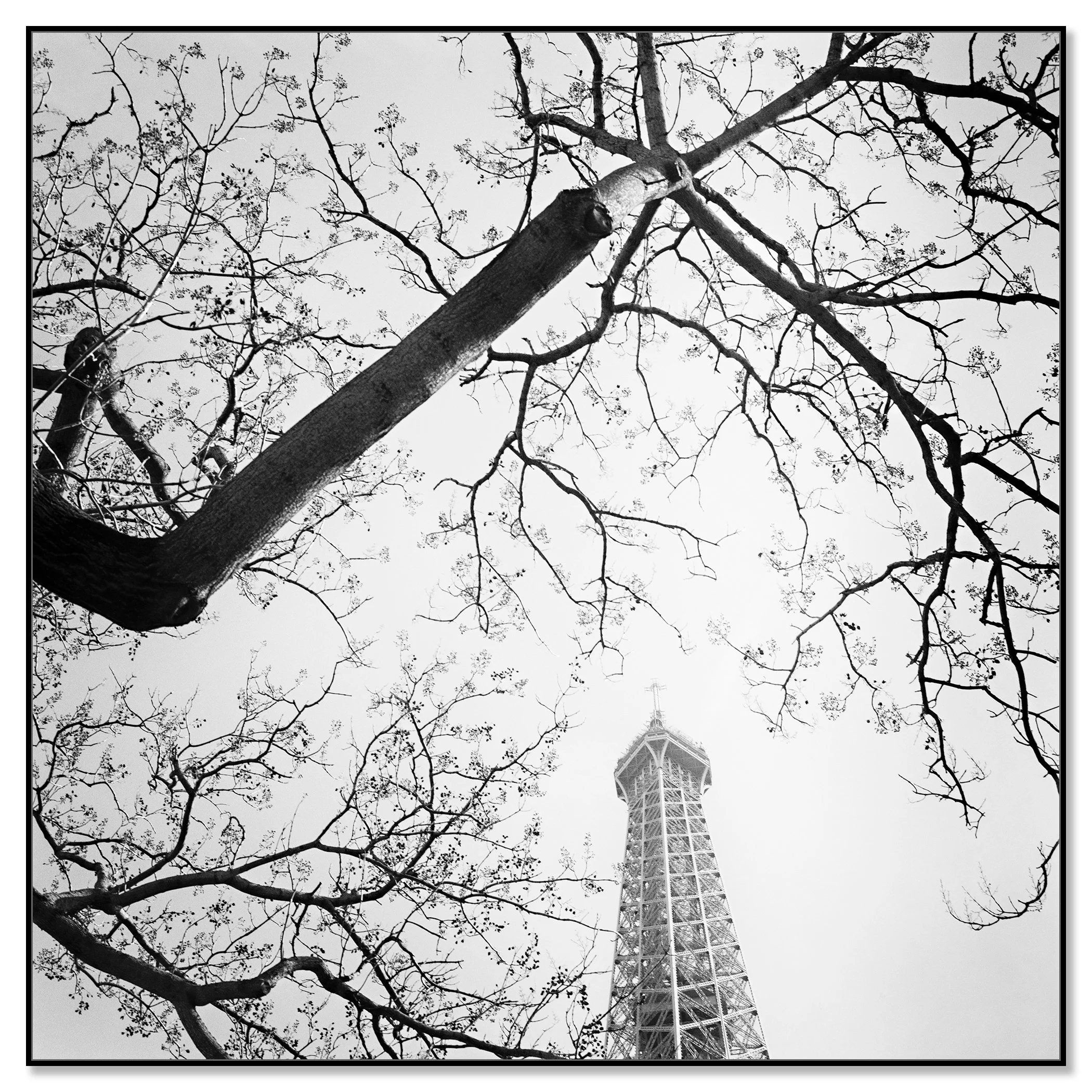 Tree and the Eiffel Tower – black-and-white fine art photograph on Dibond in a black aluminium ArtBox by Gerald Berghammer