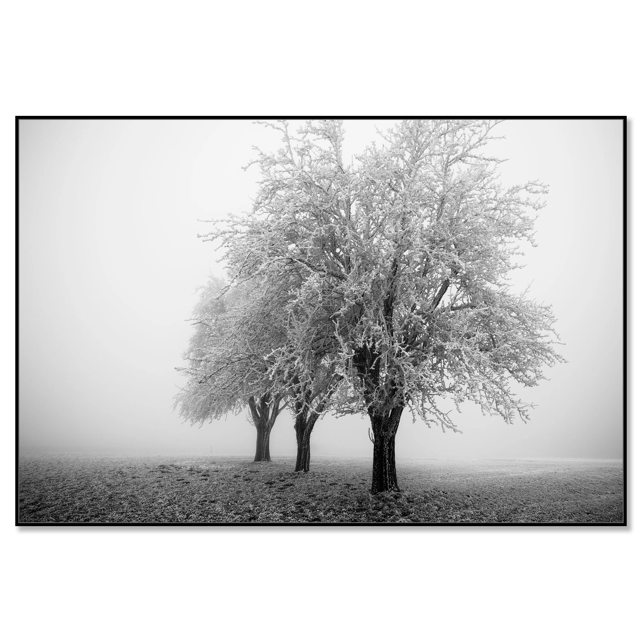 Minimalist winter scene with three apple trees covered in snow standing in soft fog – framed ArtBox black