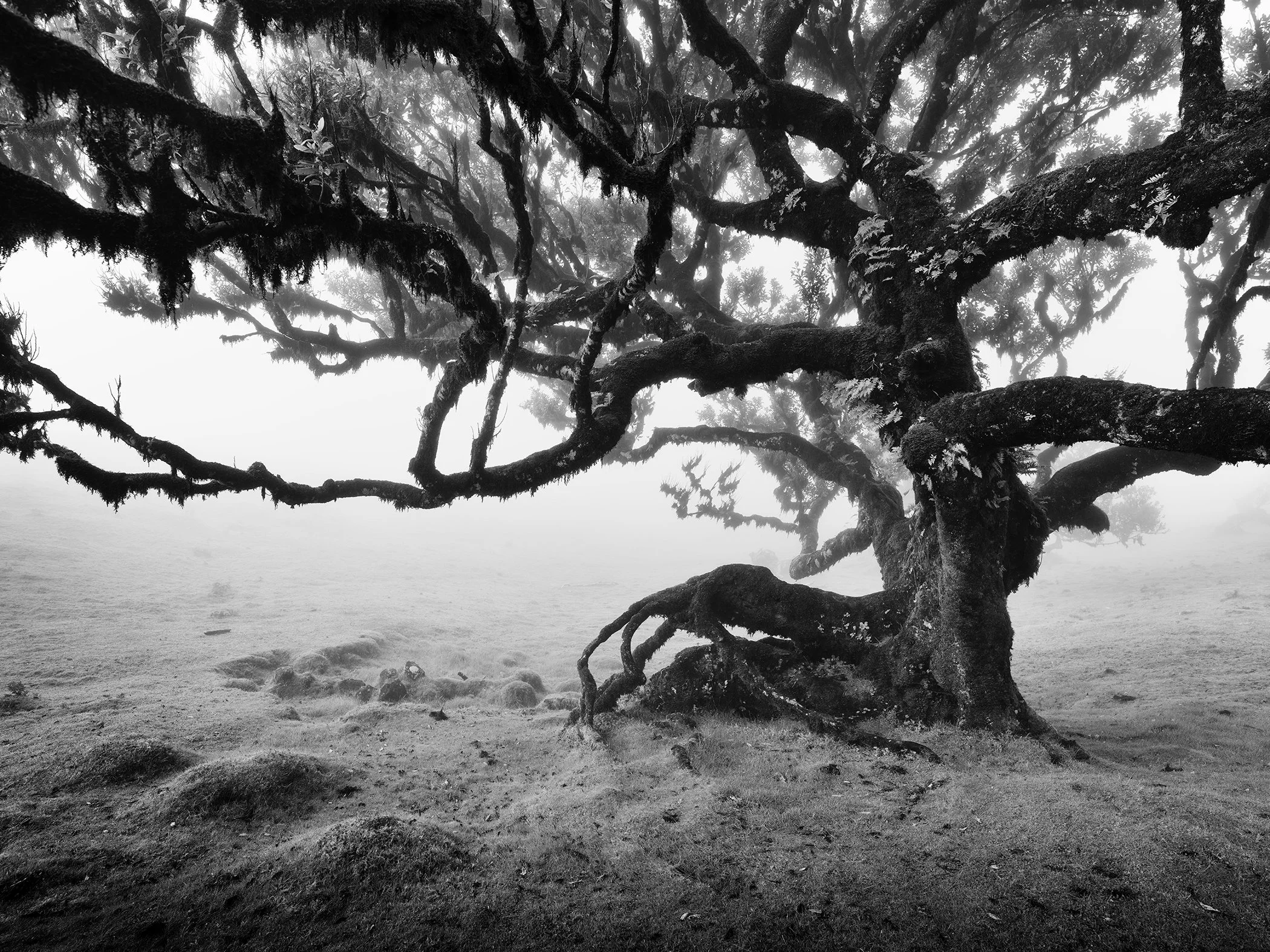 Atmospheric monochrome landscape of an ancient laurisilva forest on Madeira, where a twisted, gnarled tree stands in dense fog and the woodland fades into the mist