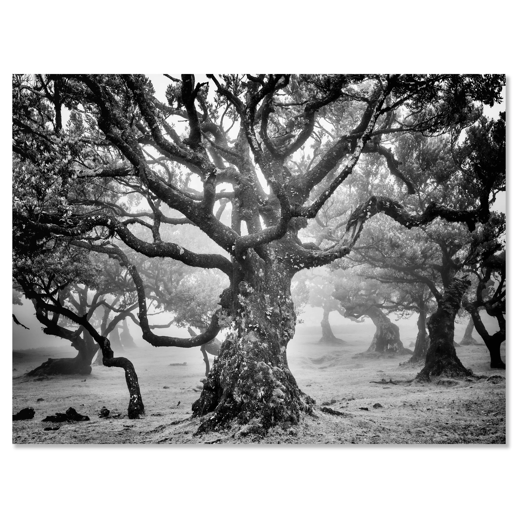 Ancient Laurisilva Forest Study 7 by Gerald Berghammer, frameless black-and-white fine art photograph of Madeira's misty laurel forest mounted on aluminium Dibond.