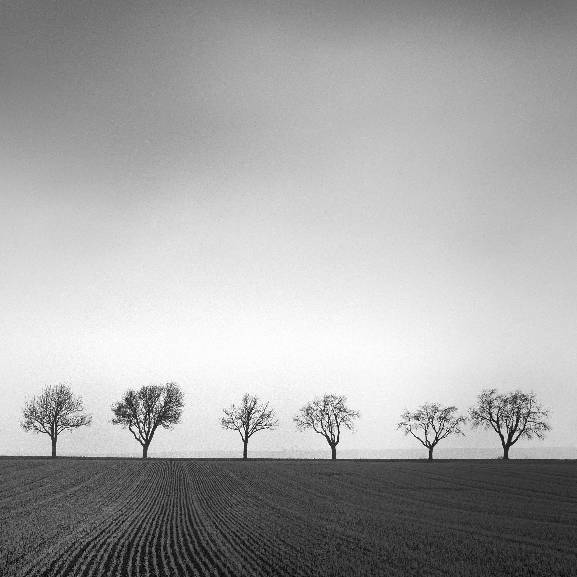 Detail of Nine Cherry Trees Study 2 showing the sculptural silhouettes of cherry trees against the open Austrian landscape.