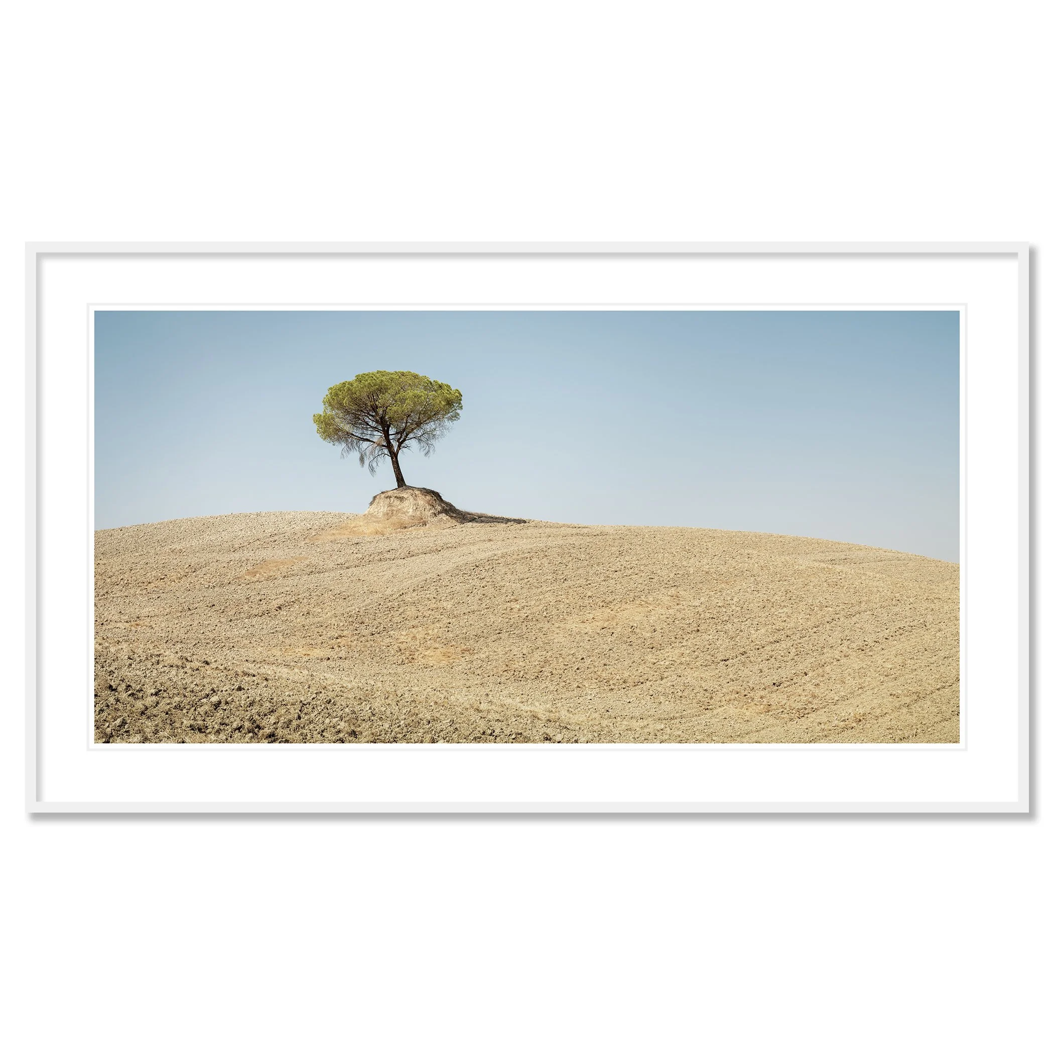 © 2021 Gerald Berghammer - Color Fine Art Landscape Photography. Single Italian Stone Pines on a small hill in a dry, barren landscape under a clear blue sky. Classic framed white
