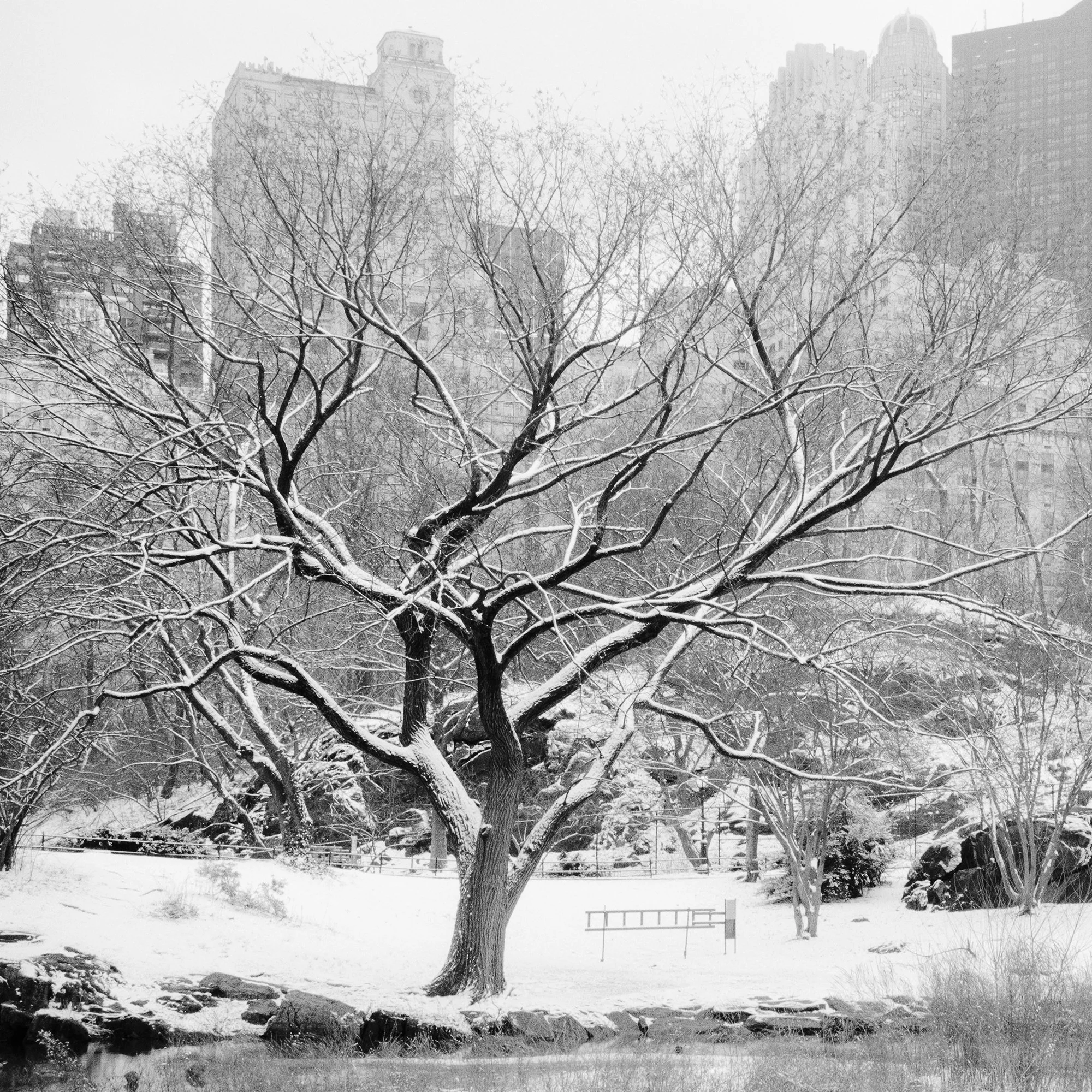 Detail of Snow-Covered Central Park Study 7 by Gerald Berghammer, showing the intricate snow-covered branches of a leafless tree.