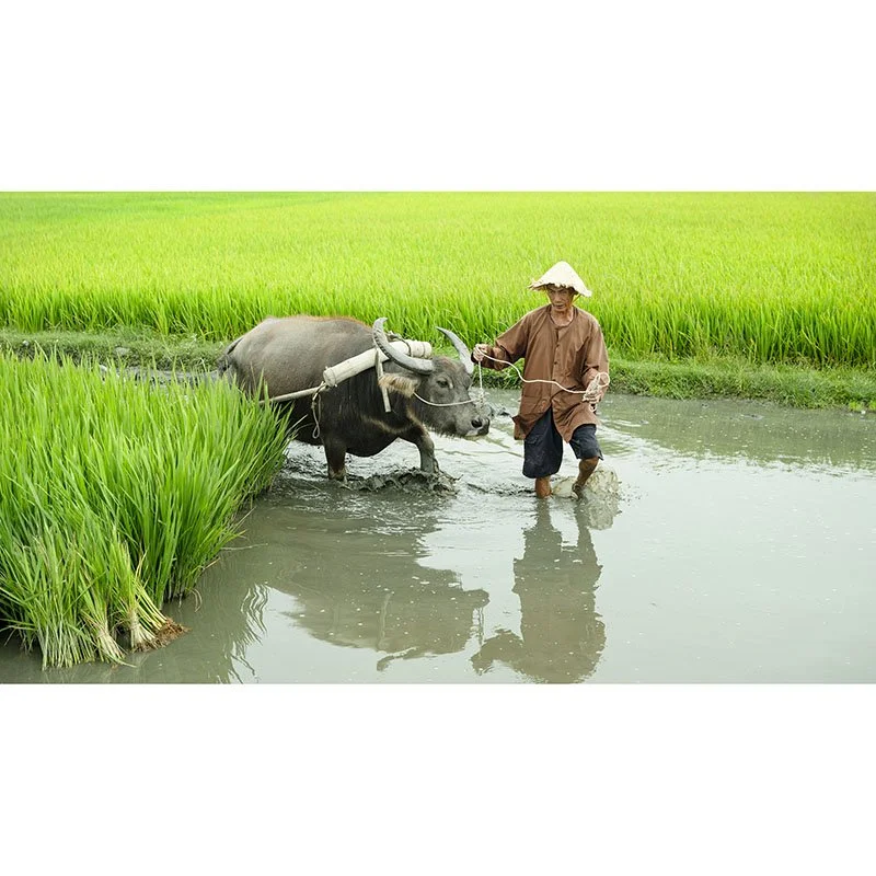 Gerald Berghammer - Rice Farmer with water Buffalo, Vietnam