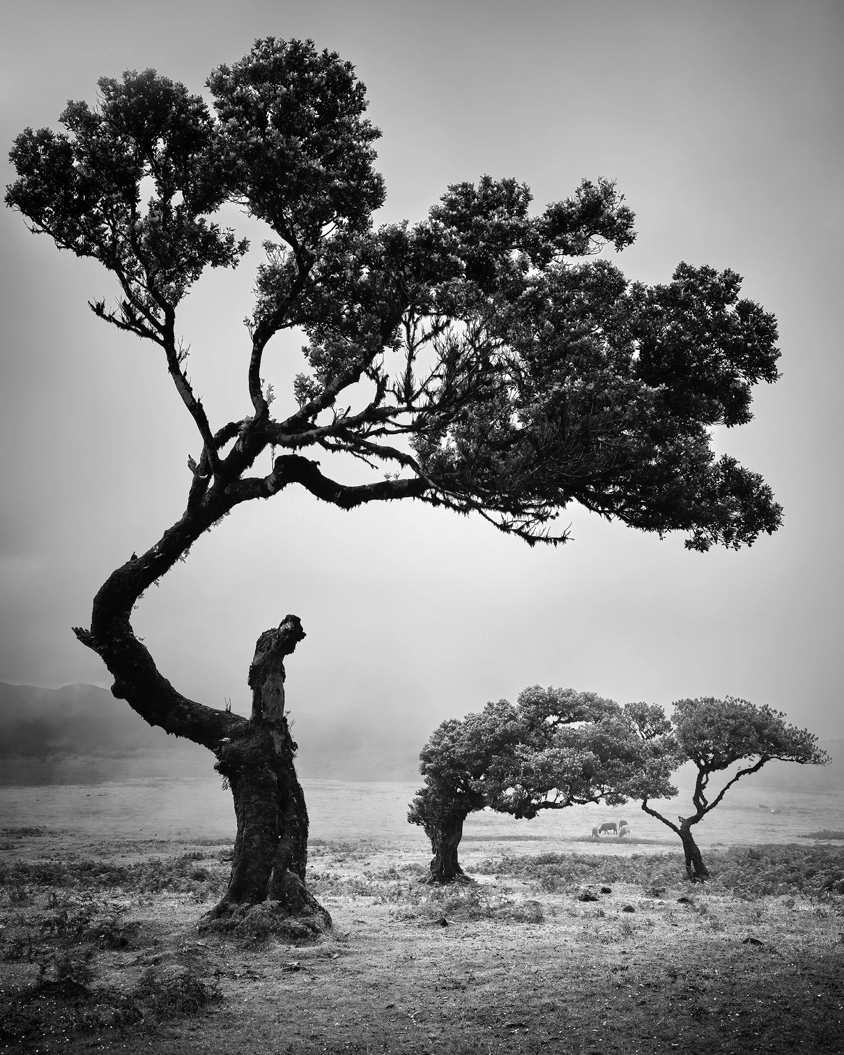 Black-and-white photograph of wind-shaped trees with twisted trunks in an open, barren landscape under a cloudy sky.