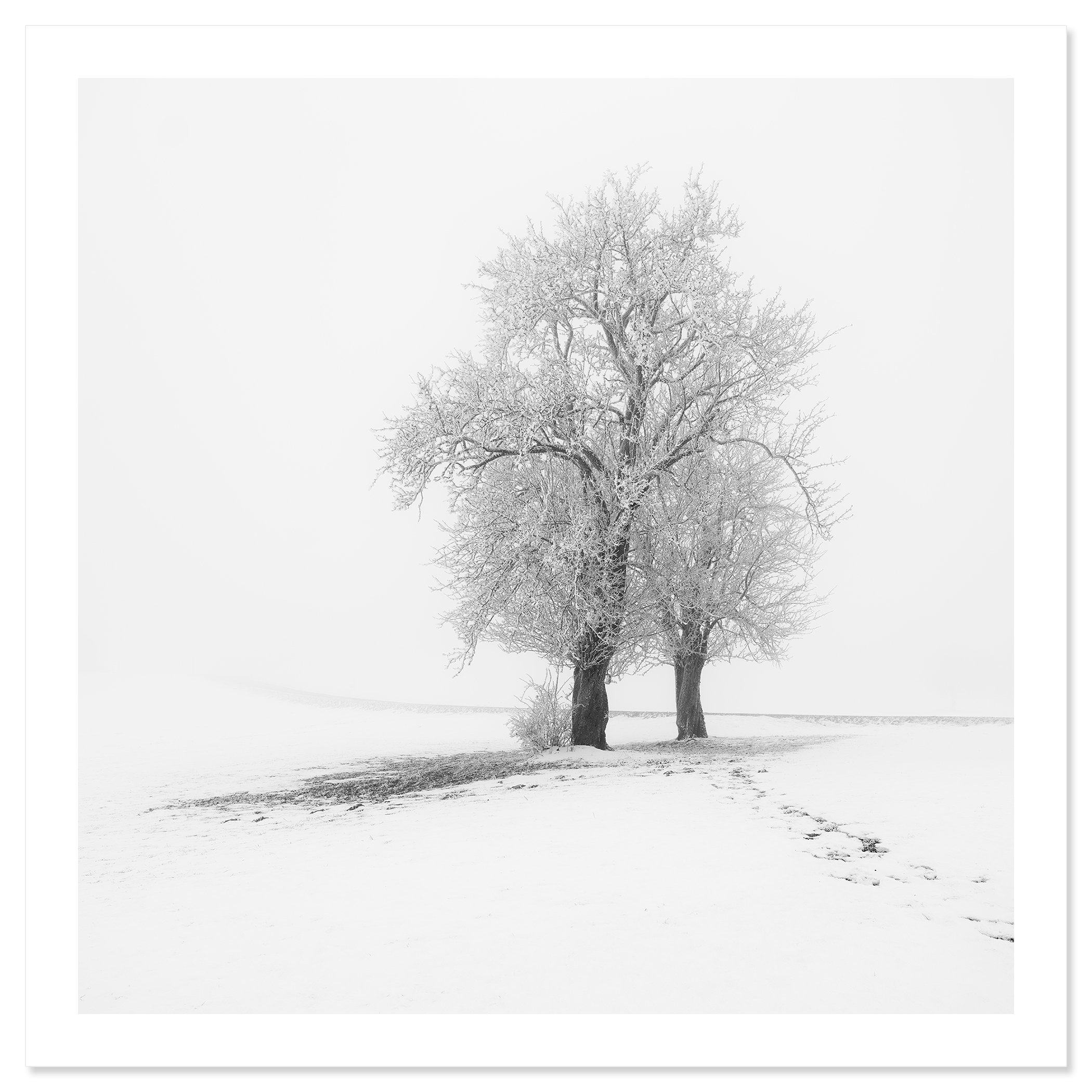 Frosted Trees in Silence – Austria, black-and-white archival pigment print on baryta paper with a white border.
