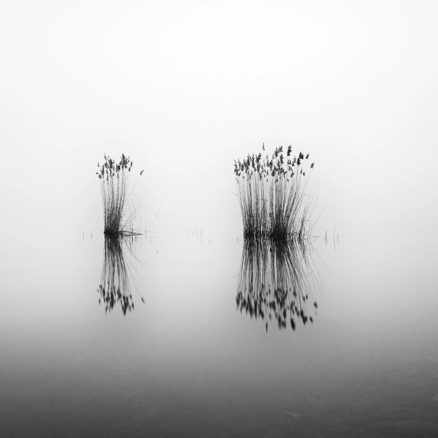 Close-up of two delicate reed clusters and their reflections in still water, Phragmites Study 1 – Hungary, Gerald Berghammer.