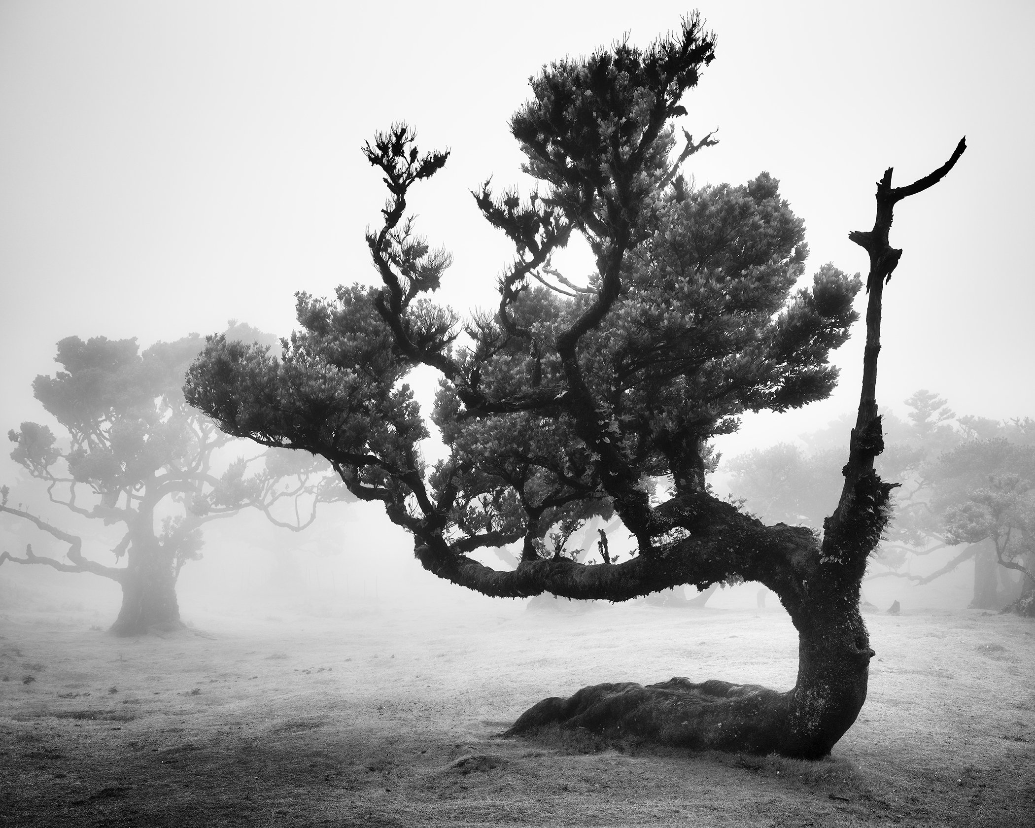 Ancient wind-shaped laurel tree in the mist-covered Fanal Forest, Madeira, Portugal, photographed in black and white by Gerald Berghammer.