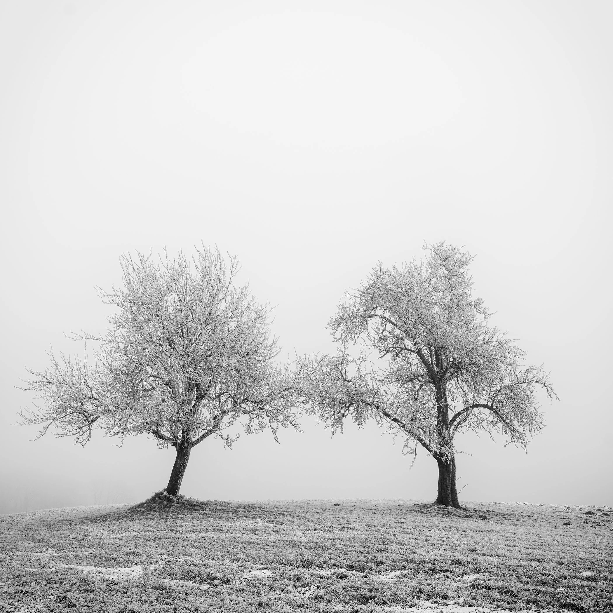 Black-and-white winter landscape photograph of two frost-covered trees in a quiet field, branches reaching towards each other beneath a pale sky