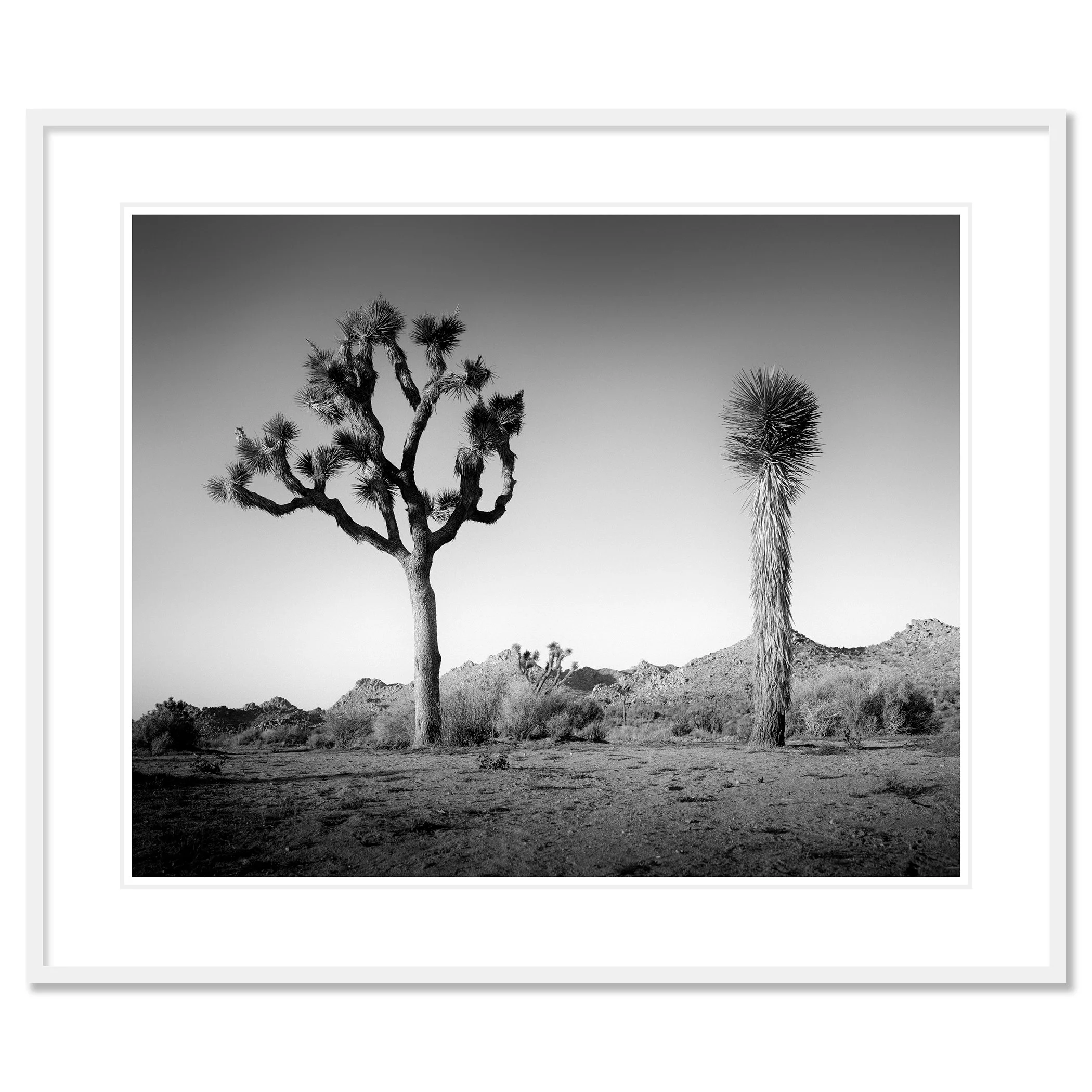 © 2015 Gerald Berghammer - Black and white photo of a desert landscape with two Joshua trees and mountain ridges, California, USA. Classic framed white