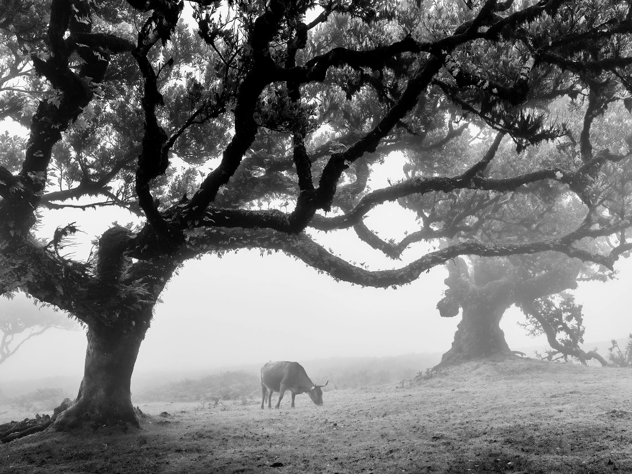 Atmospheric black-and-white fine art photograph by Gerald Berghammer showing a solitary cow beneath twisted trees in a foggy pasture at Fanal, Madeira.