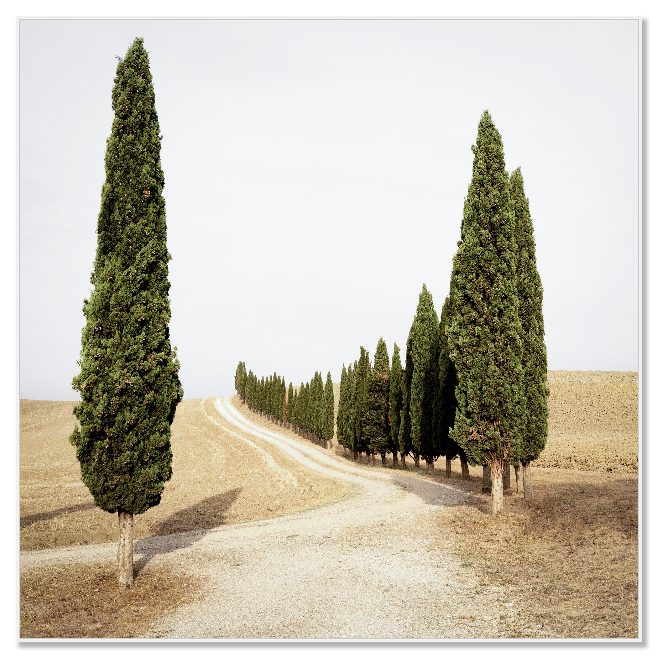 Gerald Berghammer - Color landscape photography. A winding dirt road lined with tall, green cypress trees on both sides in a dry, open landscape. Chromaluxe framed white
