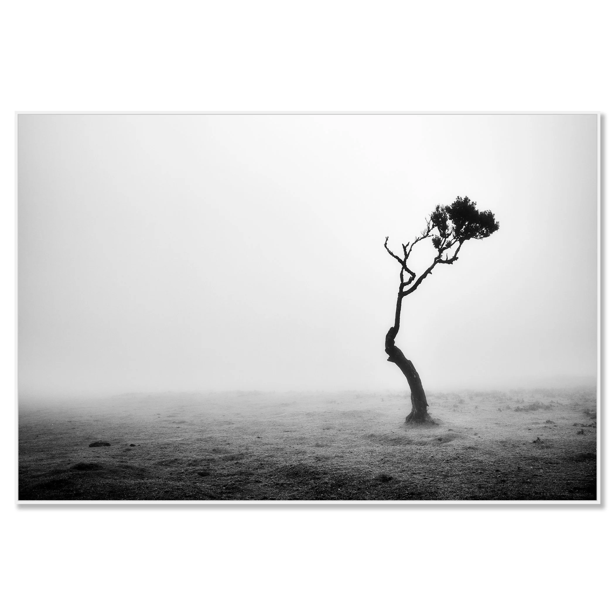 Lonely Tree in the Fog by Gerald Berghammer presented on aluminium Dibond in a white aluminium ArtBox frame.