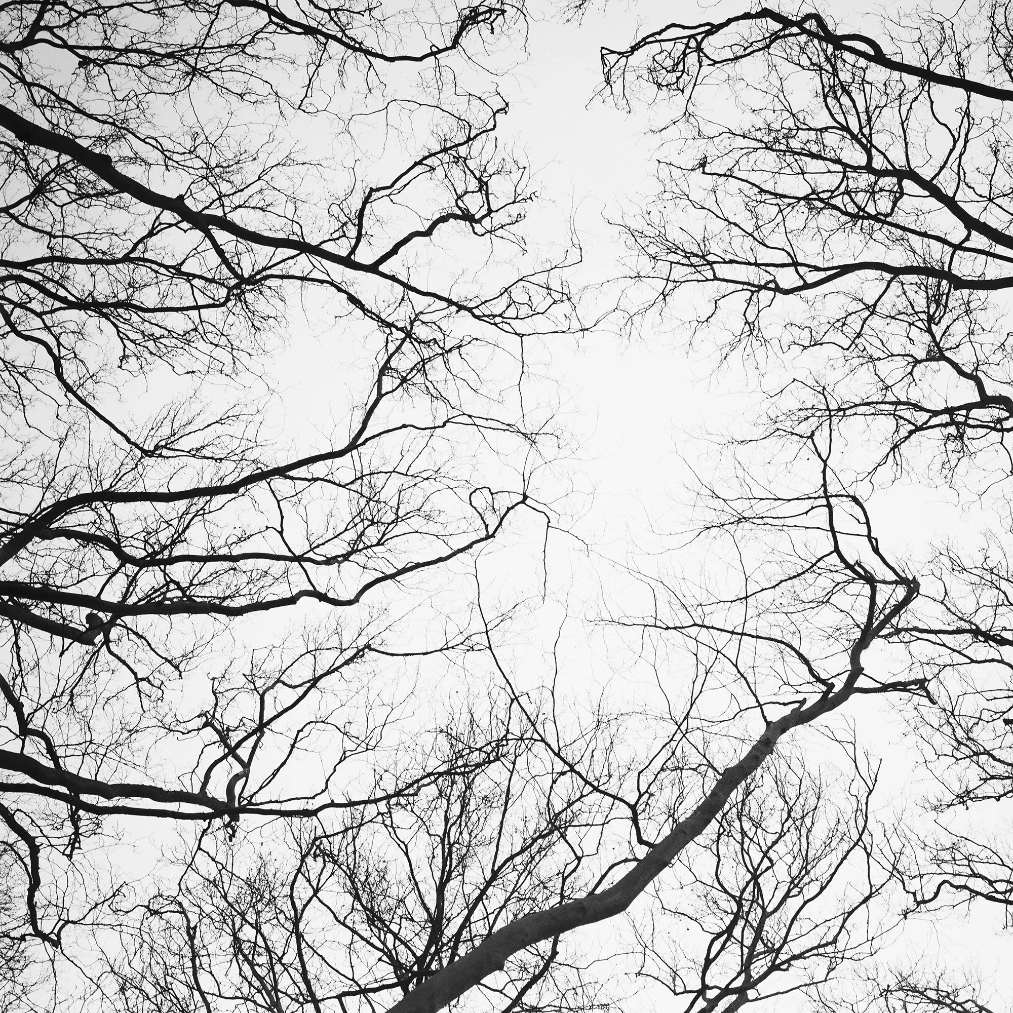 © 2017 Gerald Berghammer - Black and white abstract landscape photography. Leafless tree branches against a gray sky, looking up from the ground, Paris. Print detail 1