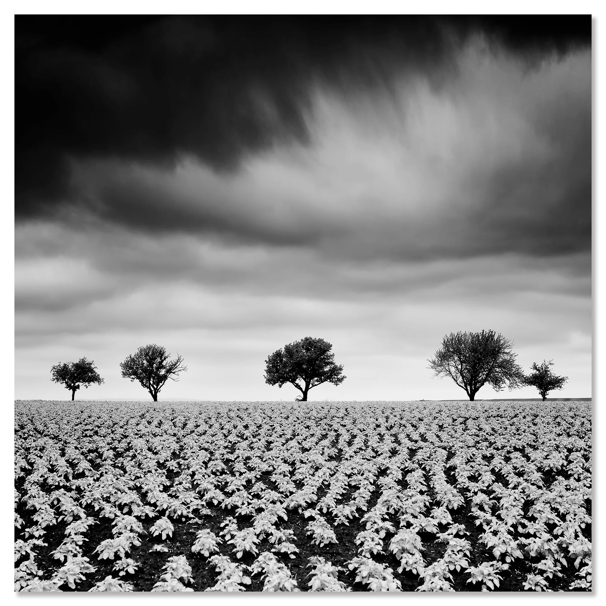 Potato Field with Cherry Trees Study 2 by Gerald Berghammer, black-and-white fine art photograph mounted frameless on aluminium Dibond.