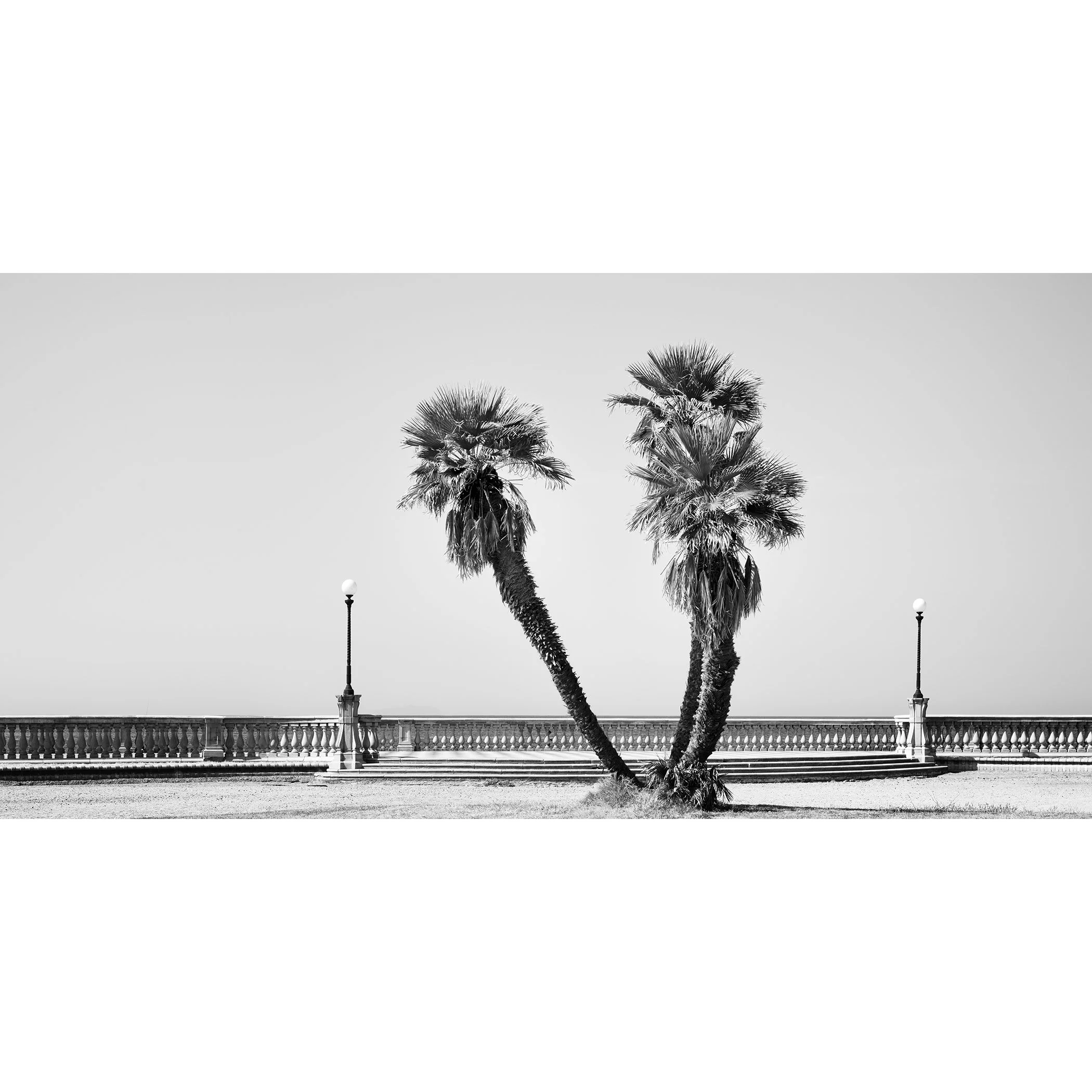 Palm Trees Study 2 by Gerald Berghammer, minimalist black-and-white panoramic photograph of two palm trees at Terrazza Mascagni in Tuscany, Italy.