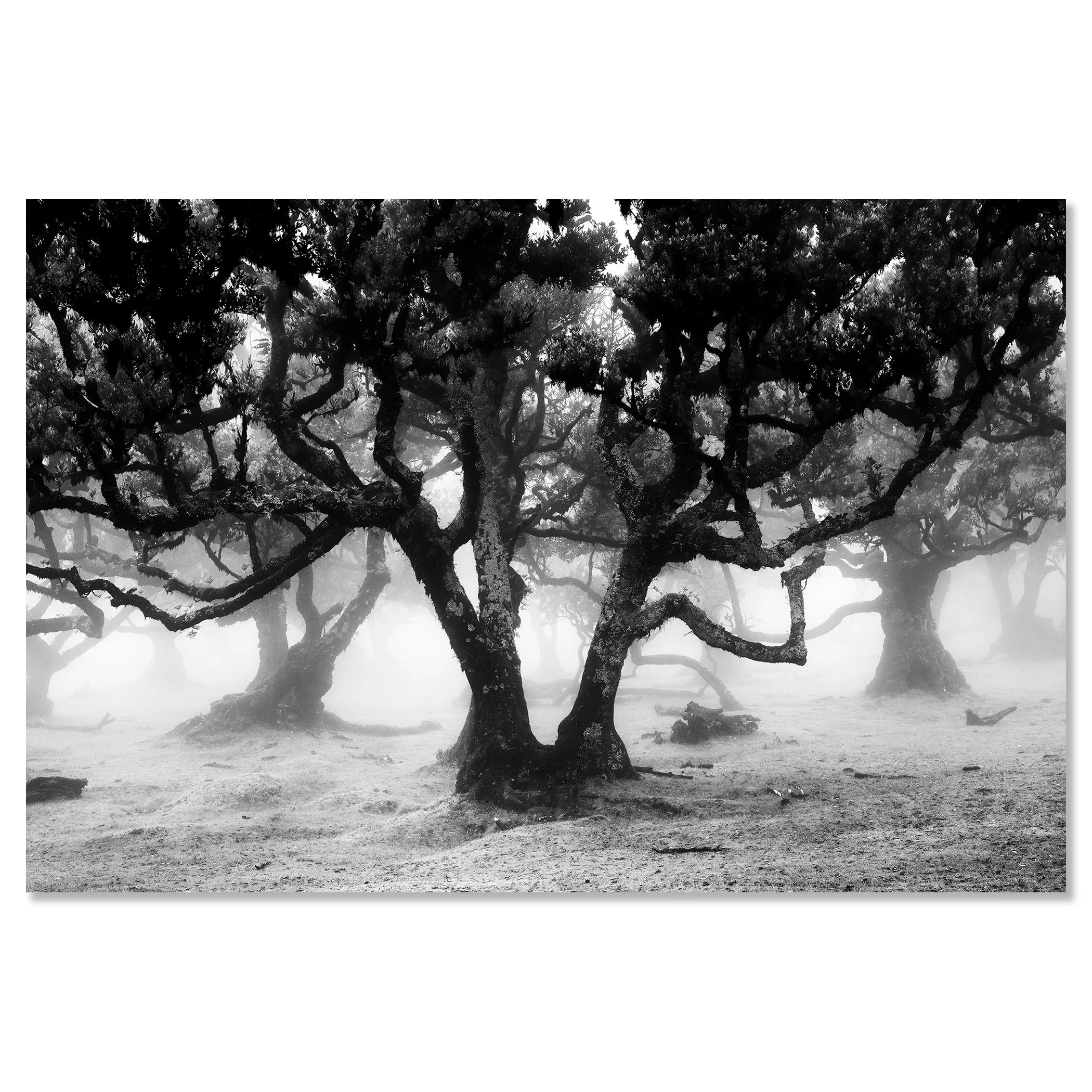 Moody black and white forest scene with ancient twisted trees – dibond frameless