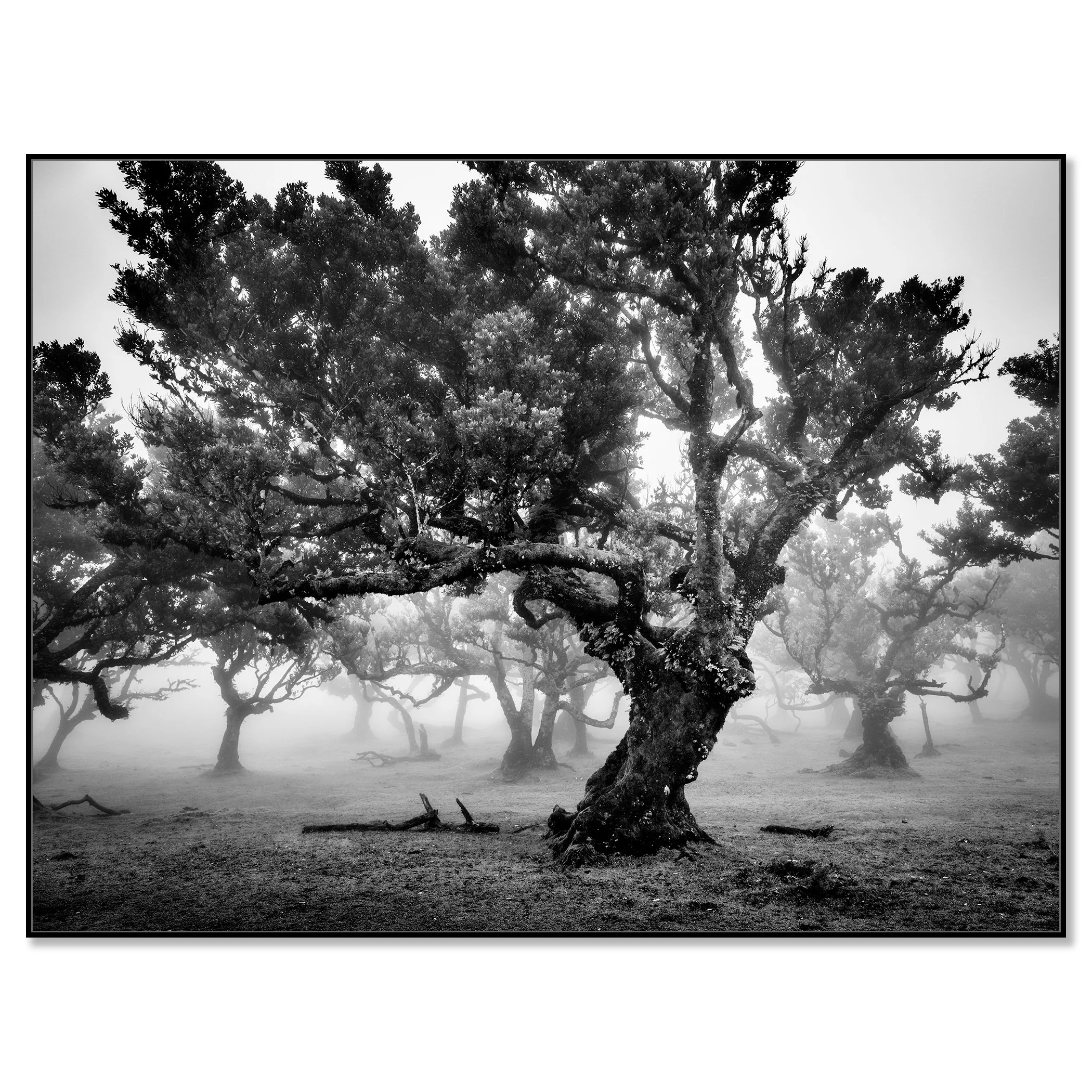 Ancient gnarled trees in foggy woodland captured in a moody black and white landscape – framed ArtBox black