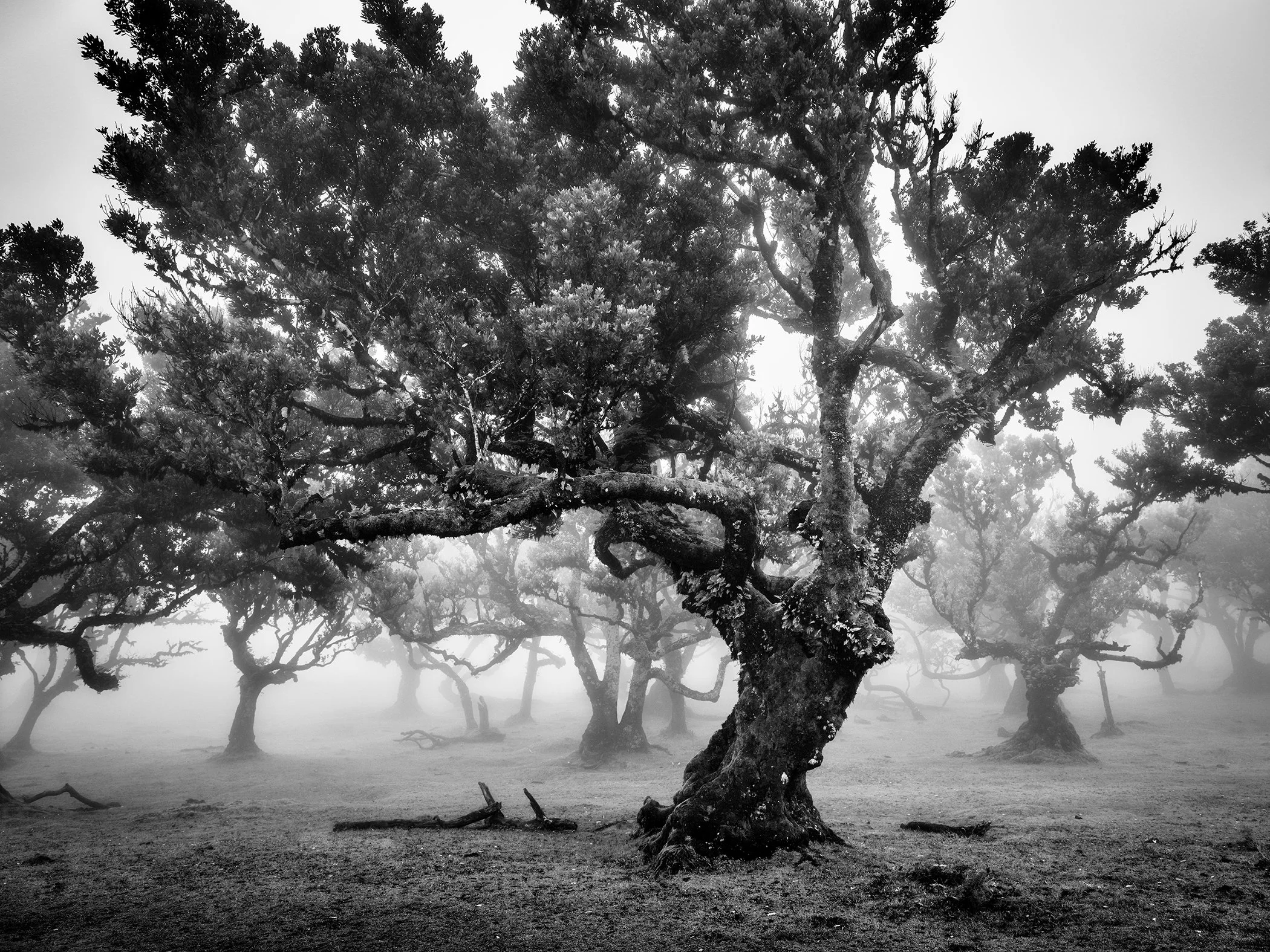 Black and white photograph of twisted old trees in misty woodland with moss-covered branches