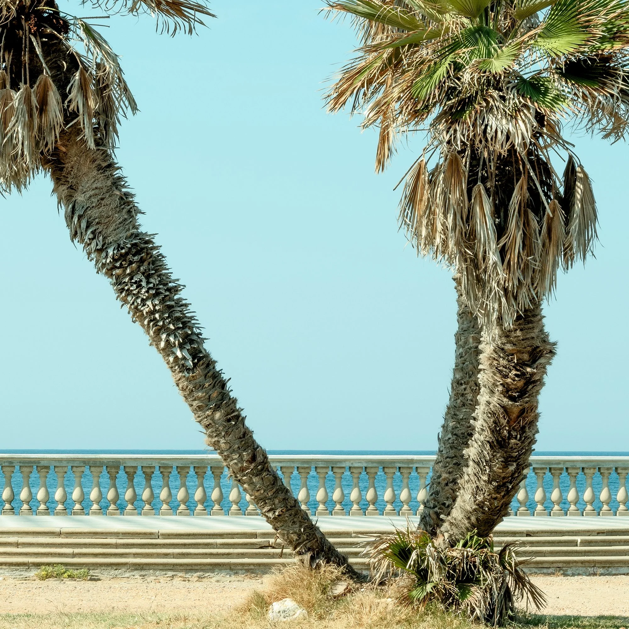 Detail of Twin Palms by the Sea – Tuscany, showing palm trunks, stone balustrade and blue sea, photo by Gerald Berghammer.
