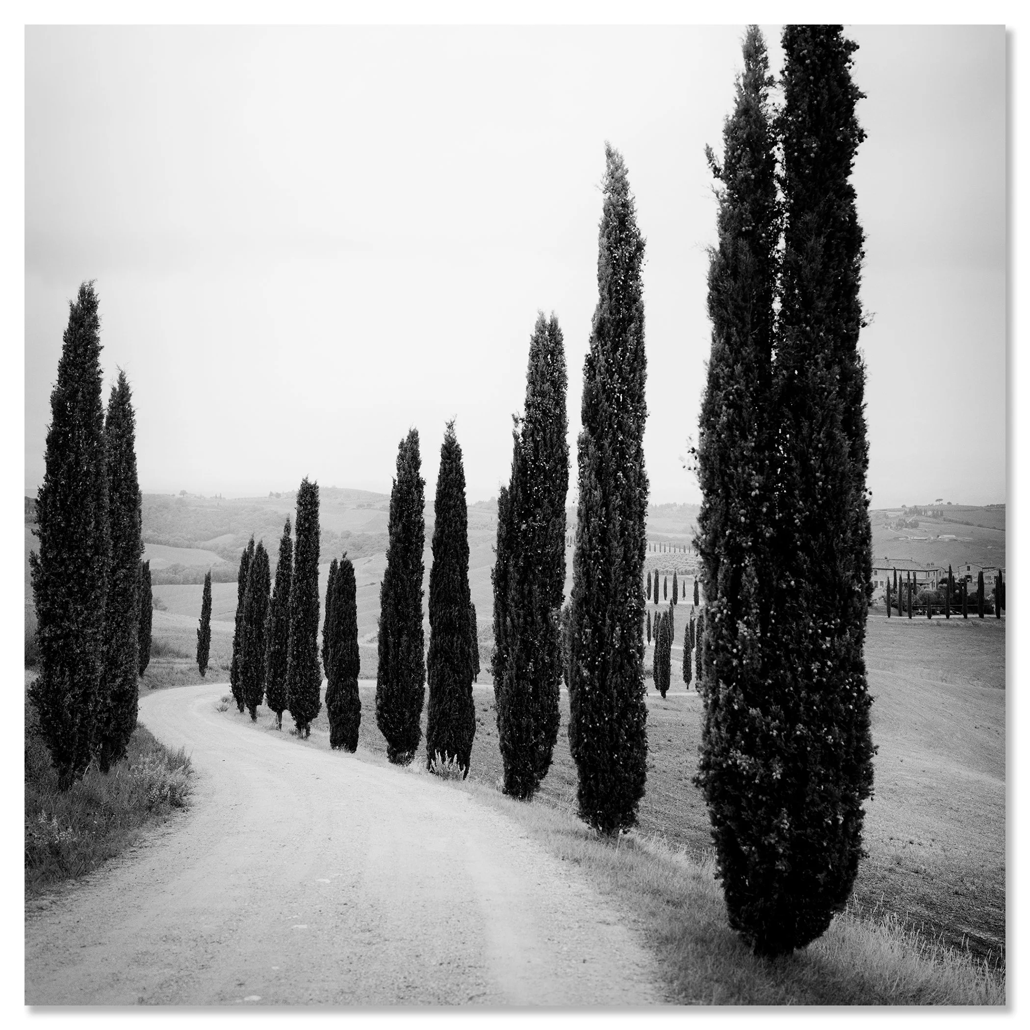 Black and white image of cypress trees along a country lane in Tuscany, Italy – dibond frameless