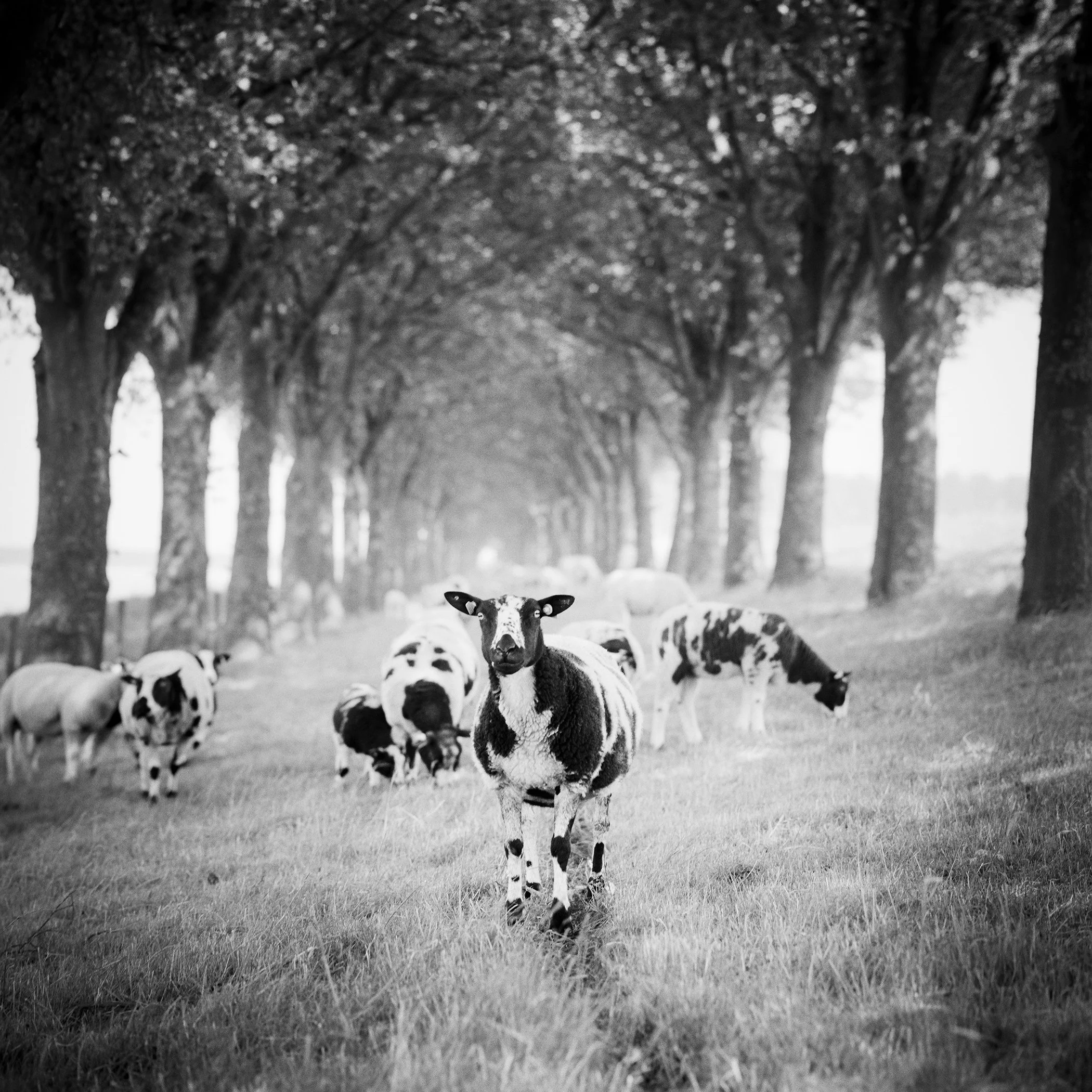 Black-and-white photograph of sheep in a peaceful countryside landscape beneath tall trees by Gerald Berghammer.