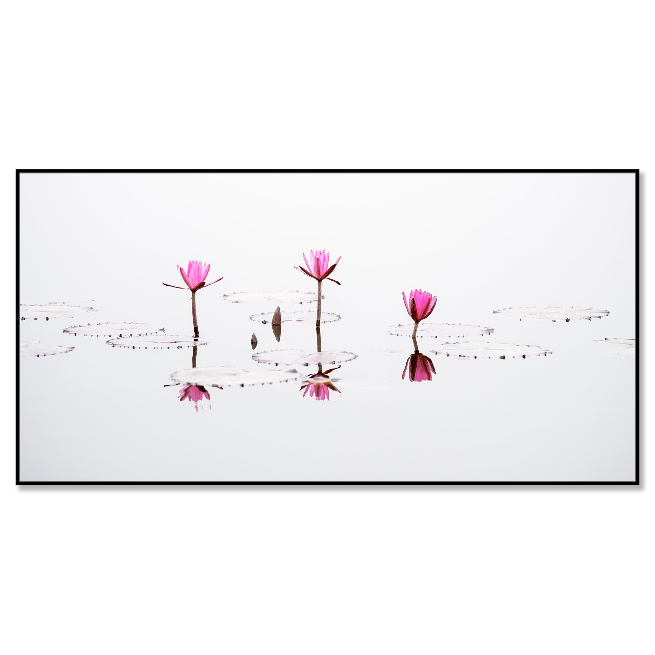 Minimalist fine art photograph of pink water lilies reflected on calm water against a clean white background – framed ArtBox black