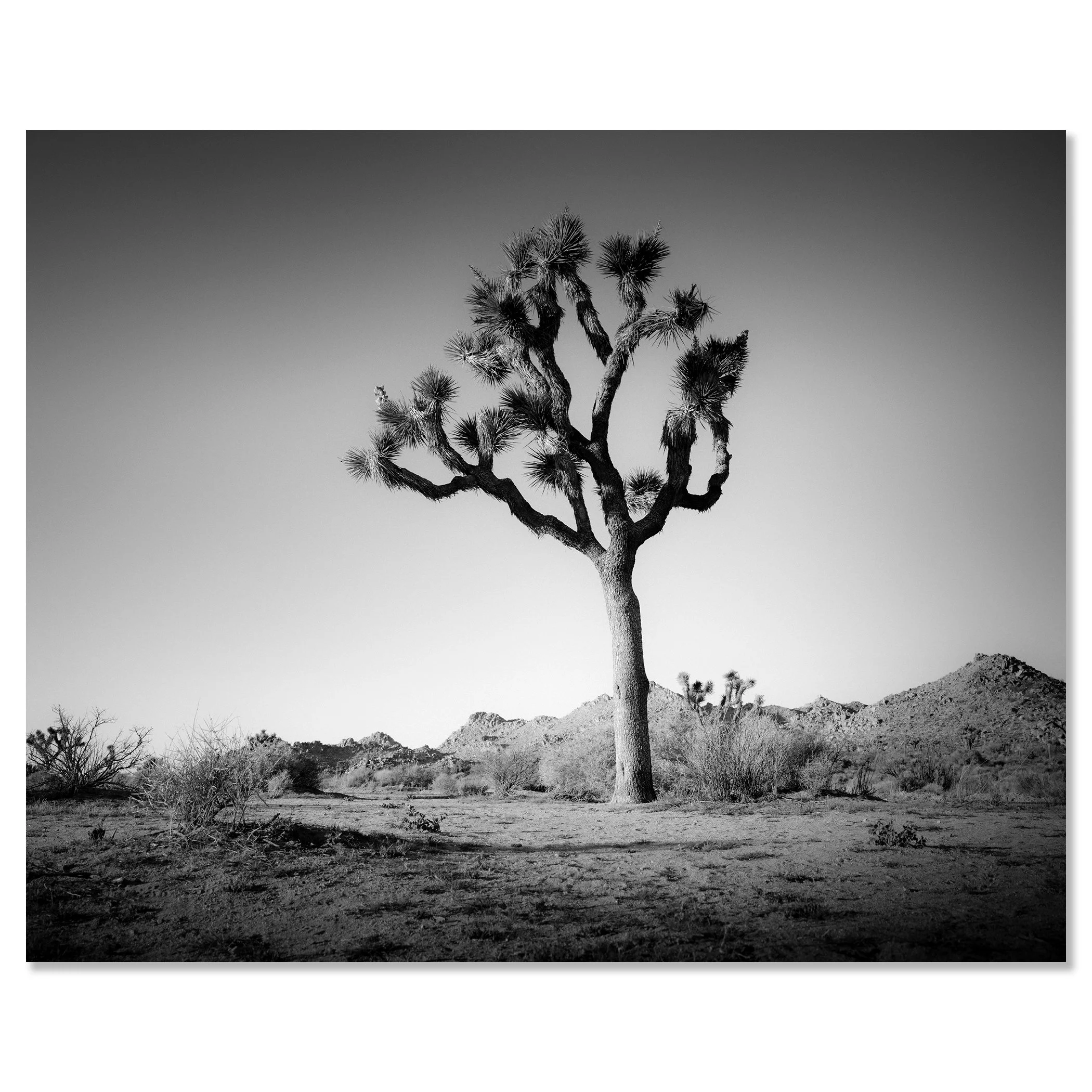 © 2015 Gerald Berghammer - Black and white minimalist photograph of a tall desert Joshua tree with mountains in the background. Chromaluxe frameless