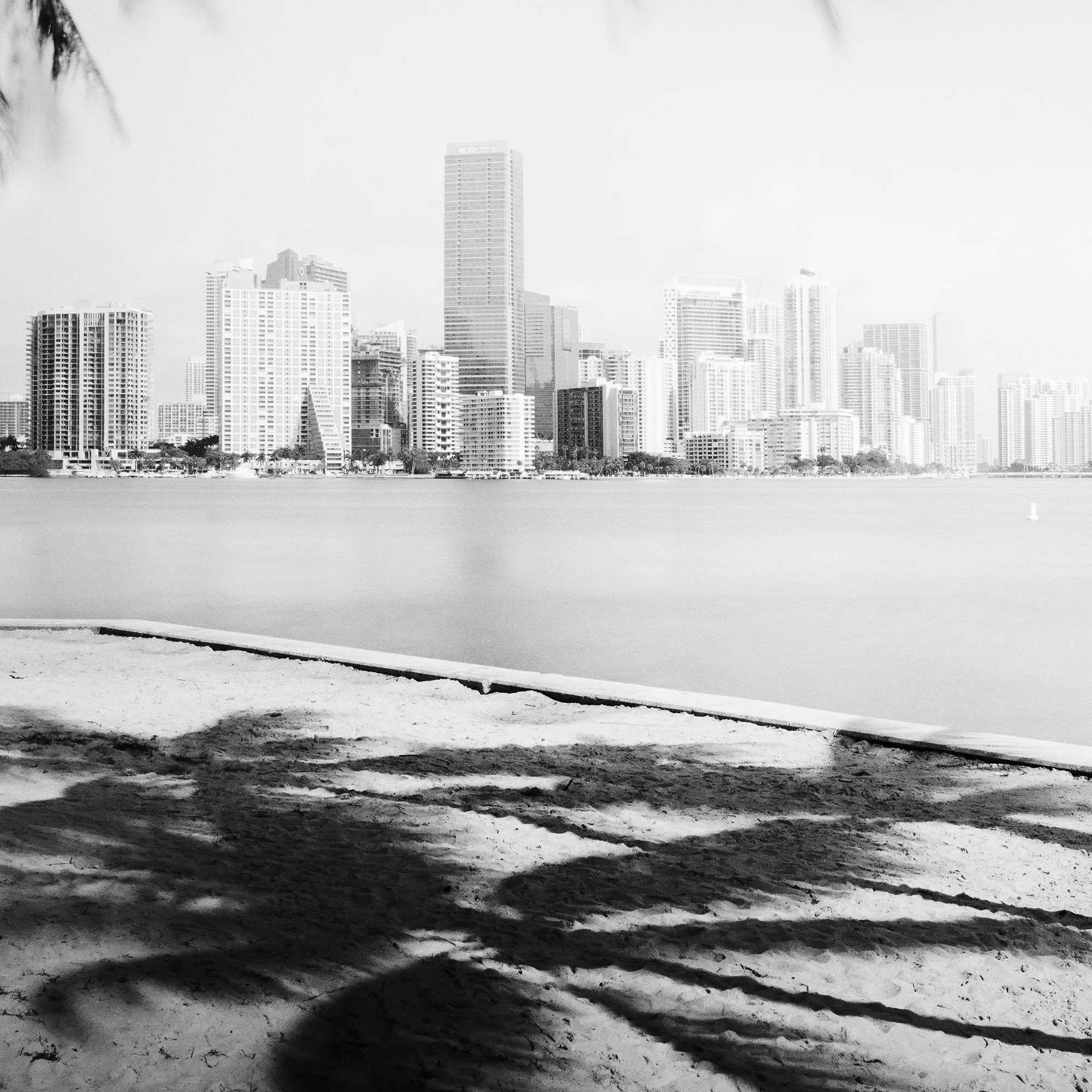 Gerald Berghammer - Black and white cityscape photography. Beach with palm trees in the foreground and the city skyline of Miami Beach in the background. Print detail 3