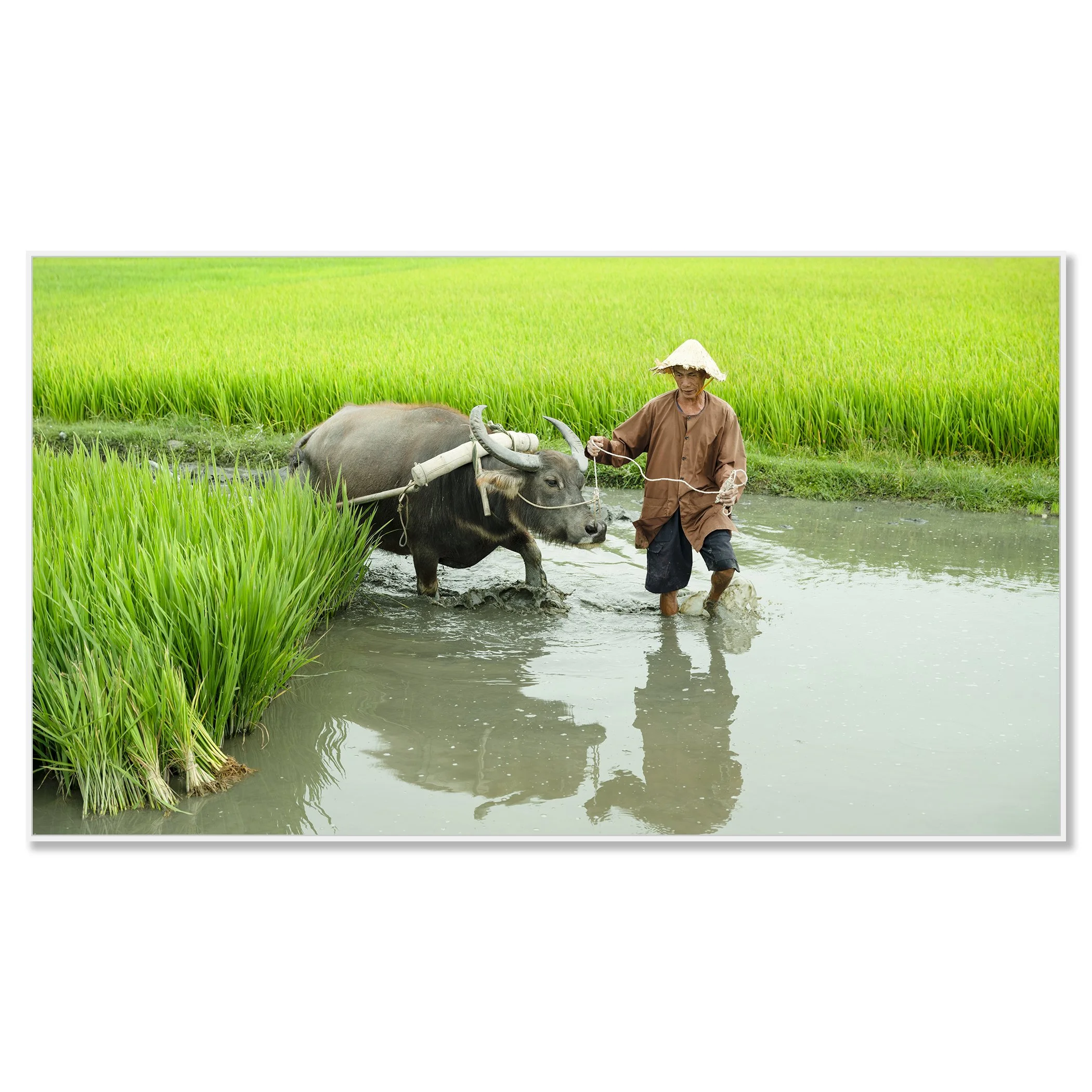 Rice Farmer with Water Buffalo displayed on aluminium Dibond in a white aluminium ArtBox frame by Gerald Berghammer.