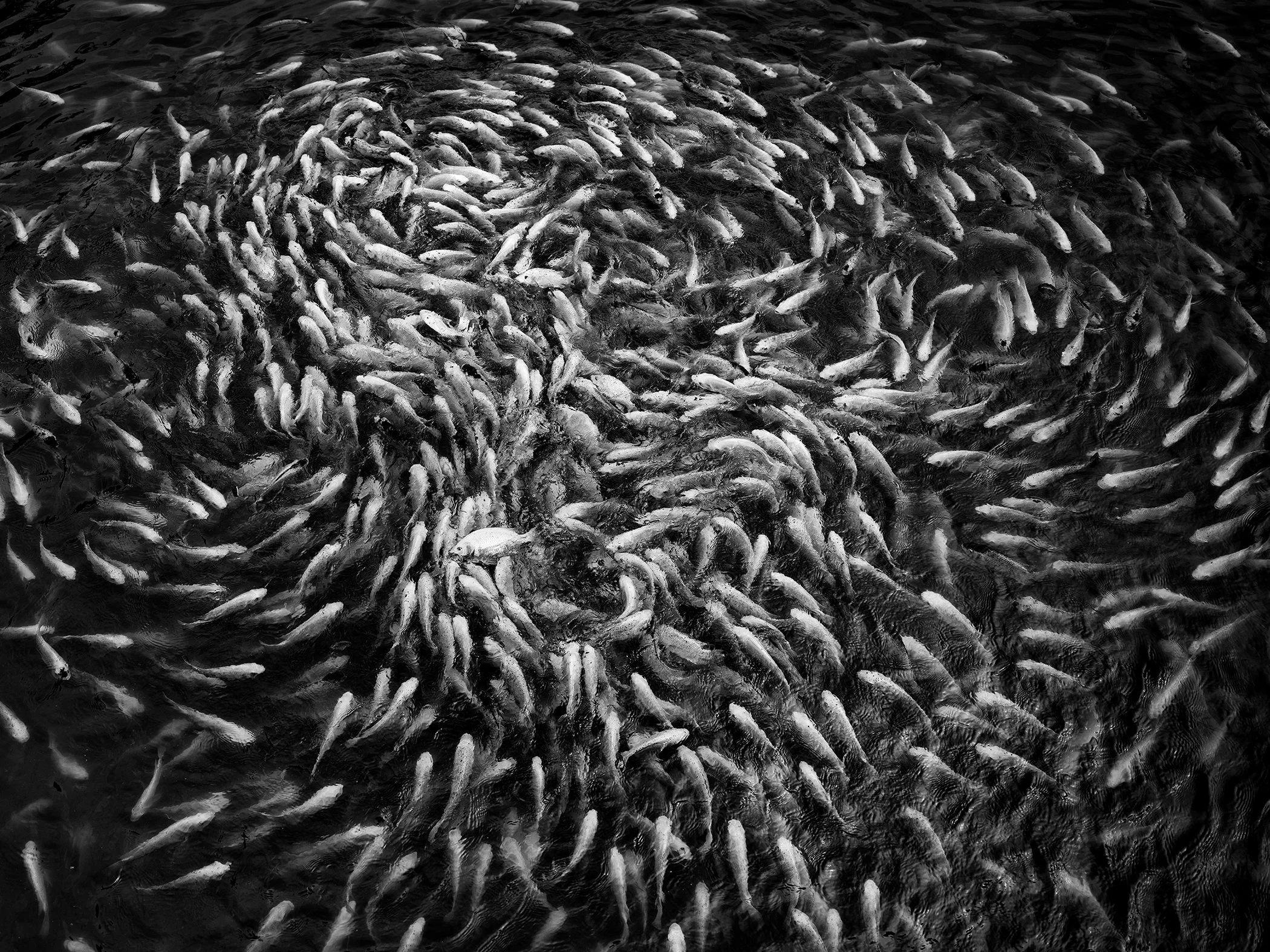 Black-and-white image of hundreds of fish moving in swirling patterns across the surface of dark water.