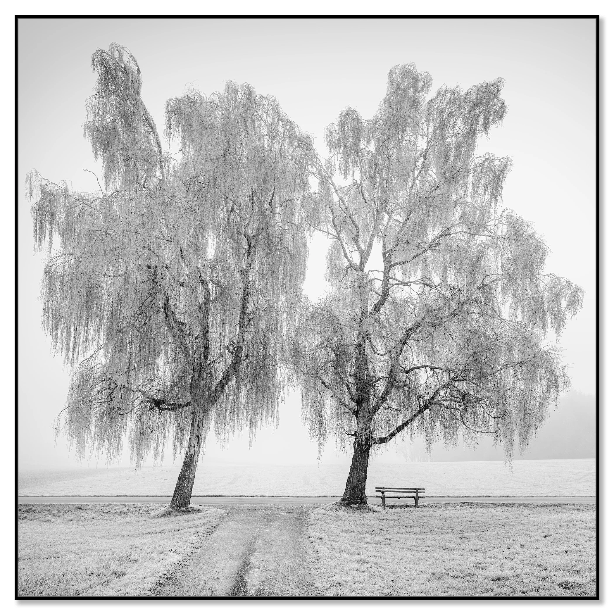 © 2025 Gerald Berghammer - Black and white landscape photography. Two leafless trees near a park bench on a foggy day, with a dirt path leading towards the trees. Chromaluxe framed black