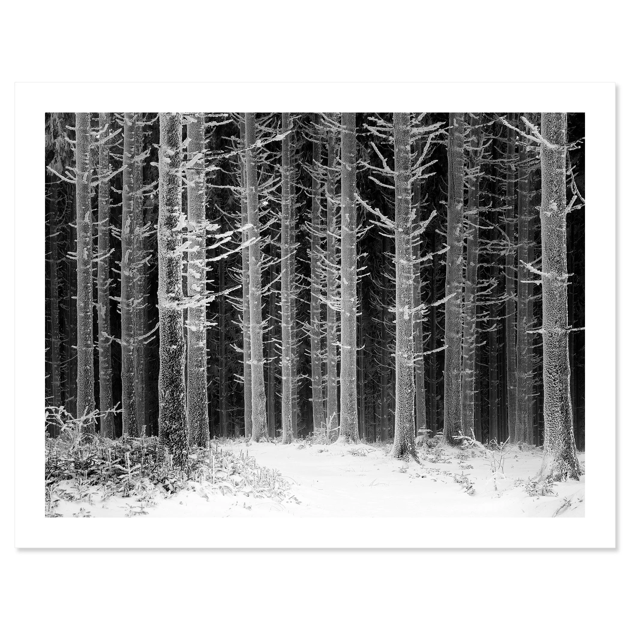 Path Through the Frosted Forest – Austria, black-and-white archival pigment print on Hahnemühle Photo Rag Baryta.