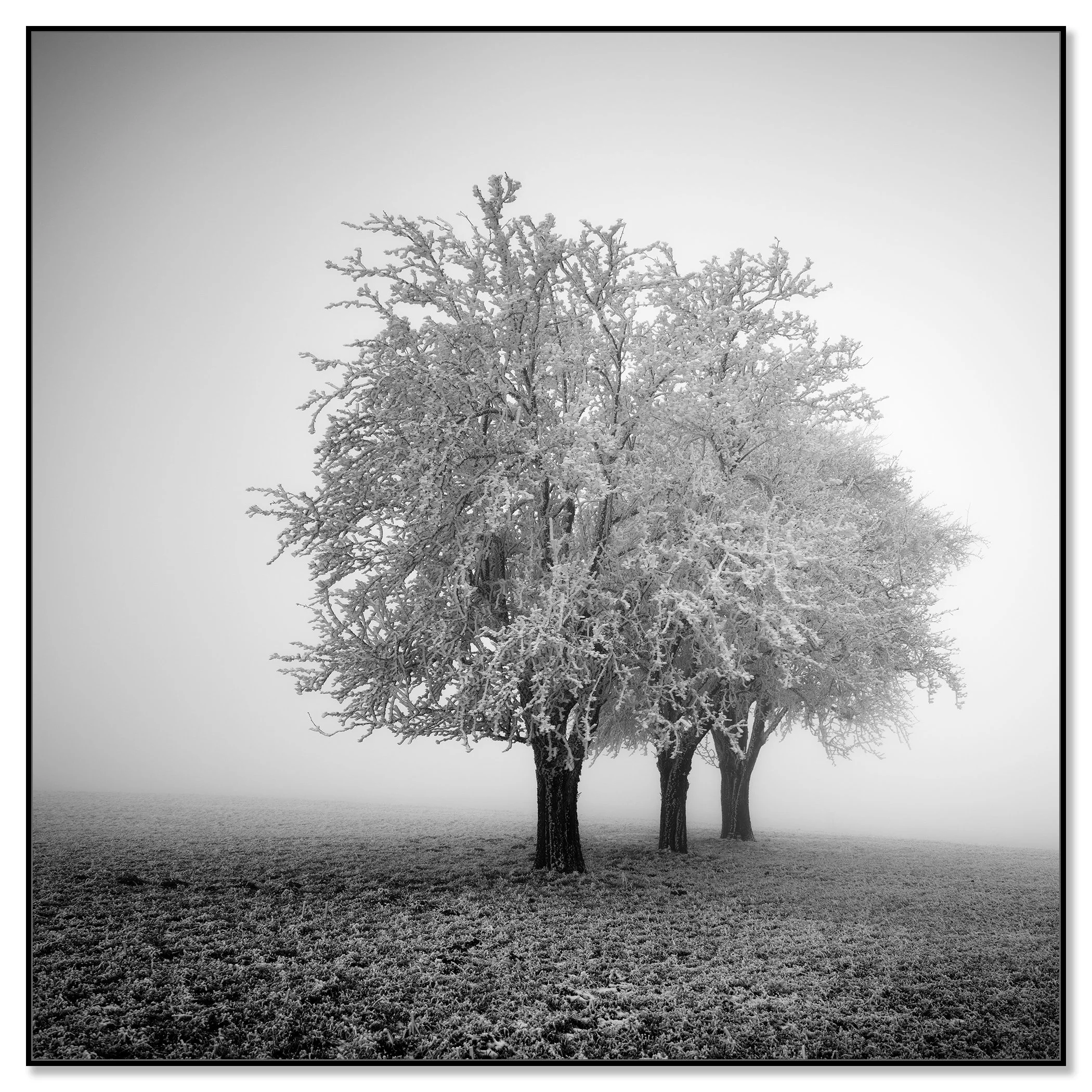 Black and white photo of icy trees in a quiet rural field – framed ArtBox black