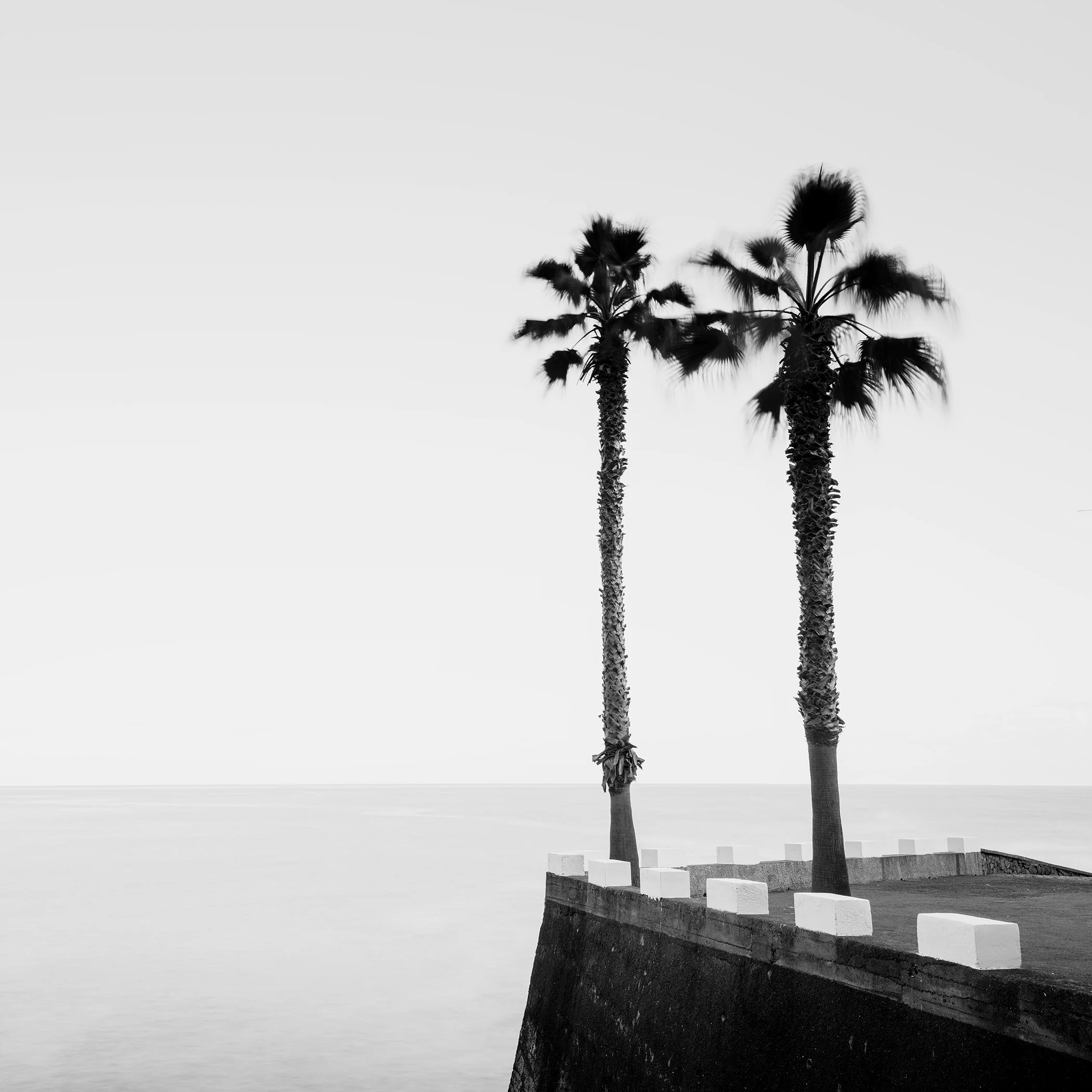 Minimalist monochrome seascape with two palm trees on a seaside promenade wall