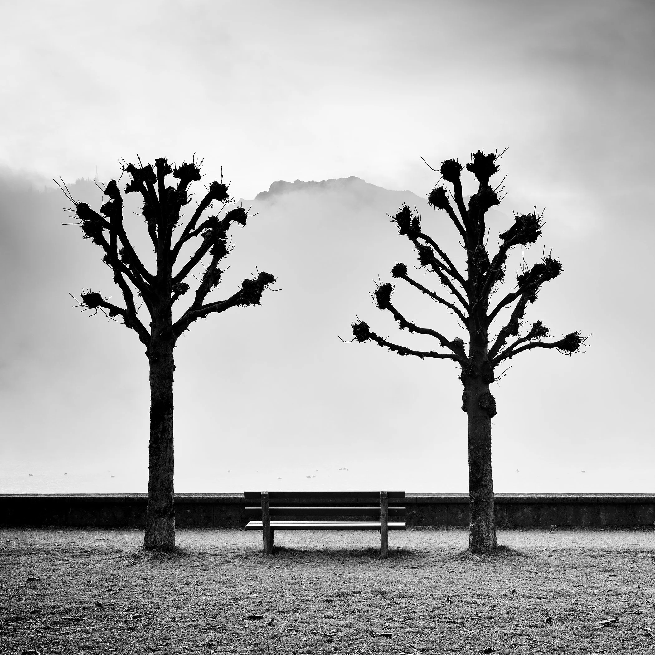 Black and white landscape photograph of two pruned trees symmetrically framing a centred bench on the lakeside promenade in minimalist fog