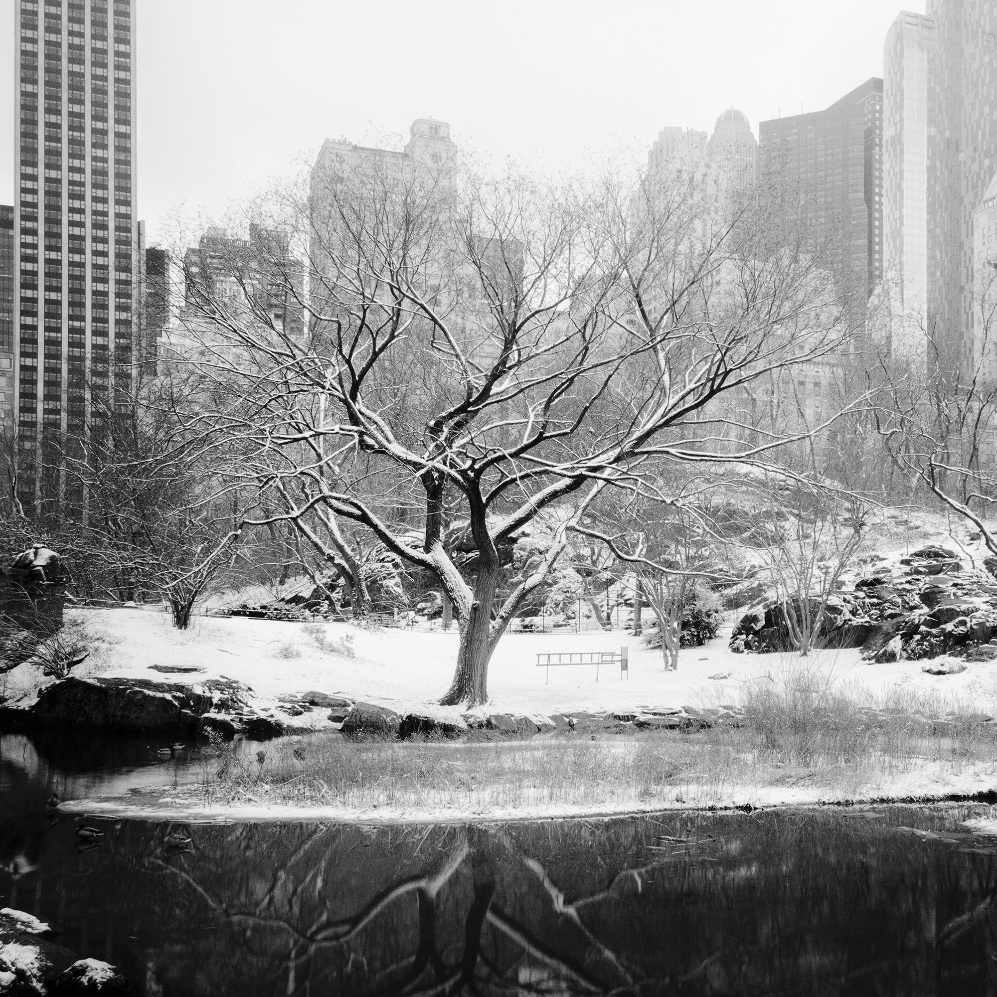 Detail of Snow-Covered Central Park Study 7 by Gerald Berghammer, showing a winter tree, snowy shoreline and reflections in still water.