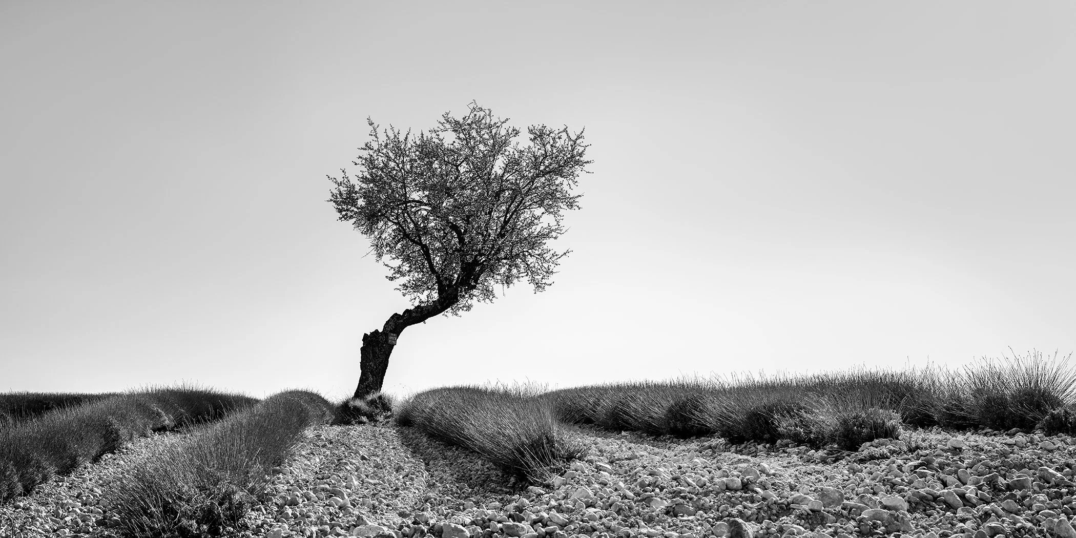 Fine art black-and-white nature photo: solitary tree on a country track through textured farmland under bright sky.