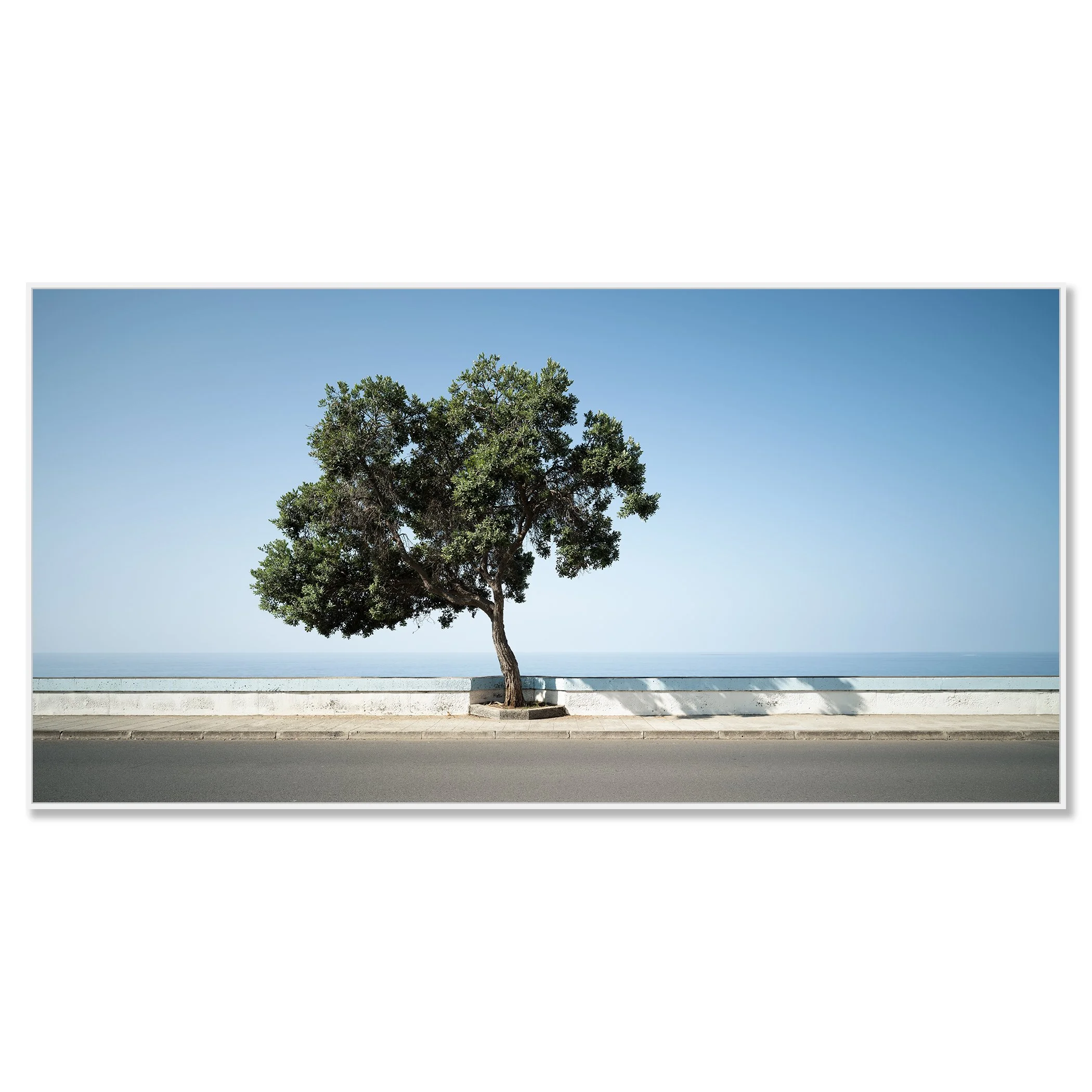 Tree by the Calm Sea, Panorama Study 2 – colour photograph on Dibond in a white aluminium ArtBox, by Gerald Berghammer.