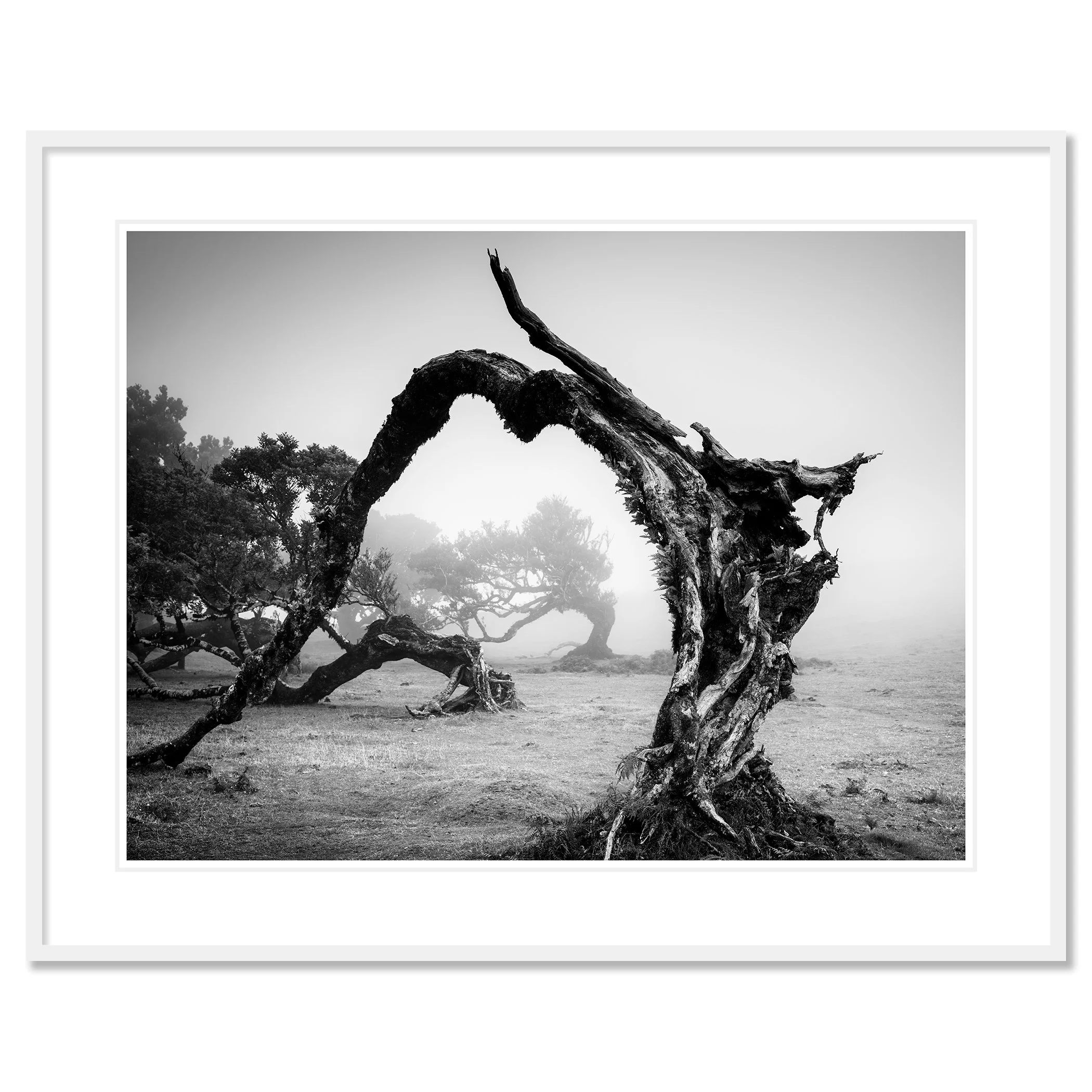 Bent Tree in the Fog Study 1 as an archival black-and-white pigment print in a white aluminium frame with a white mount by Gerald Berghammer.