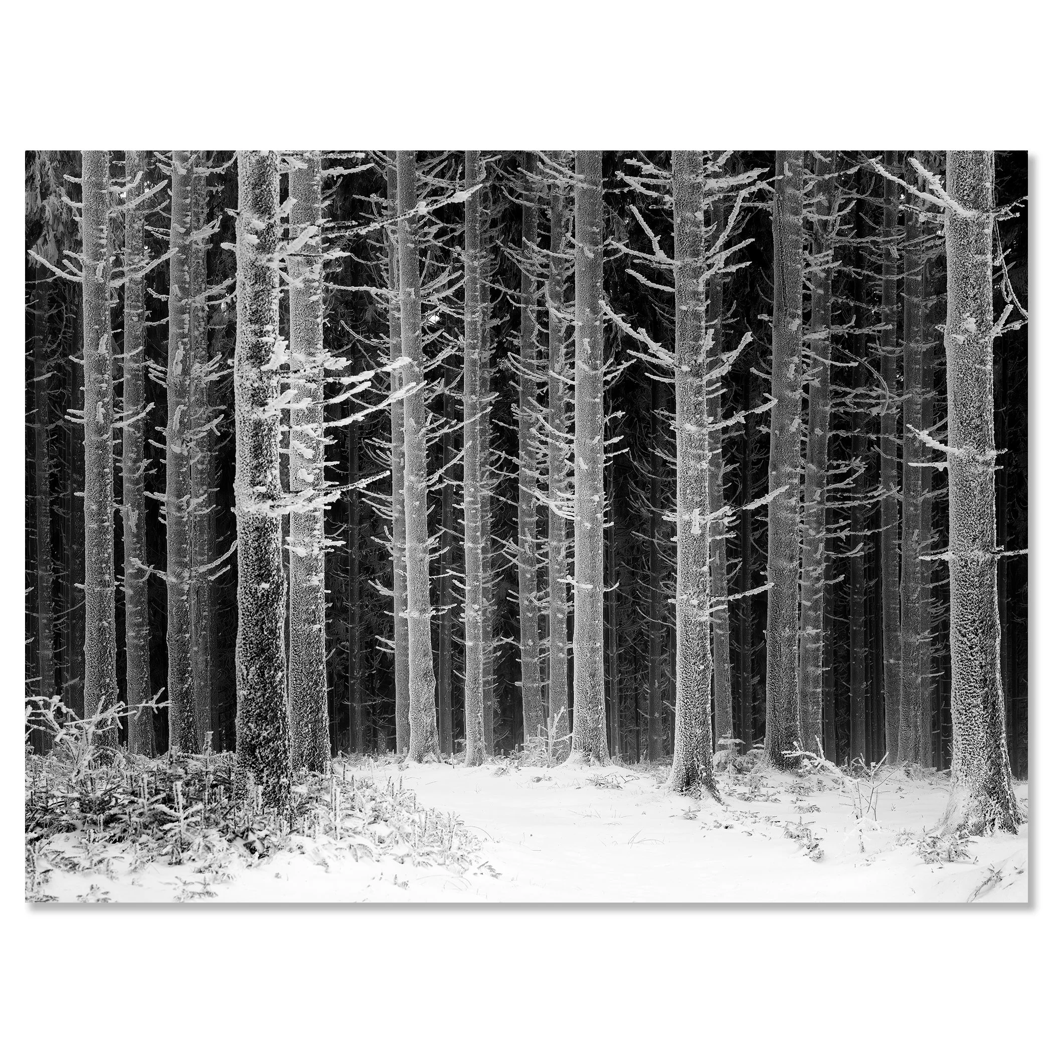 Path Through the Frosted Forest – Austria, black-and-white photo print mounted to frameless aluminium Dibond.