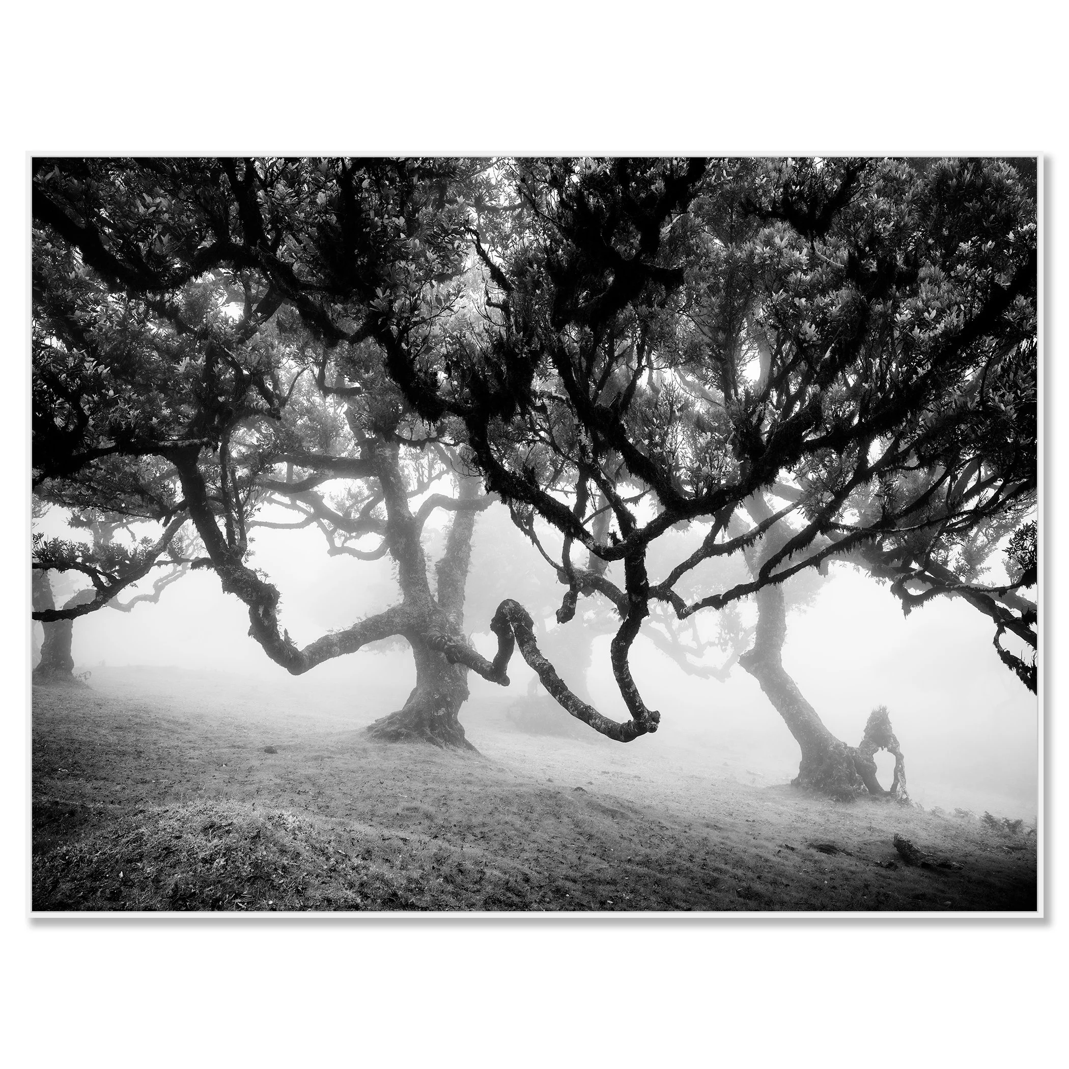 Black and white photo of twisted trees in a misty forest on a hillside – framed ArtBox white