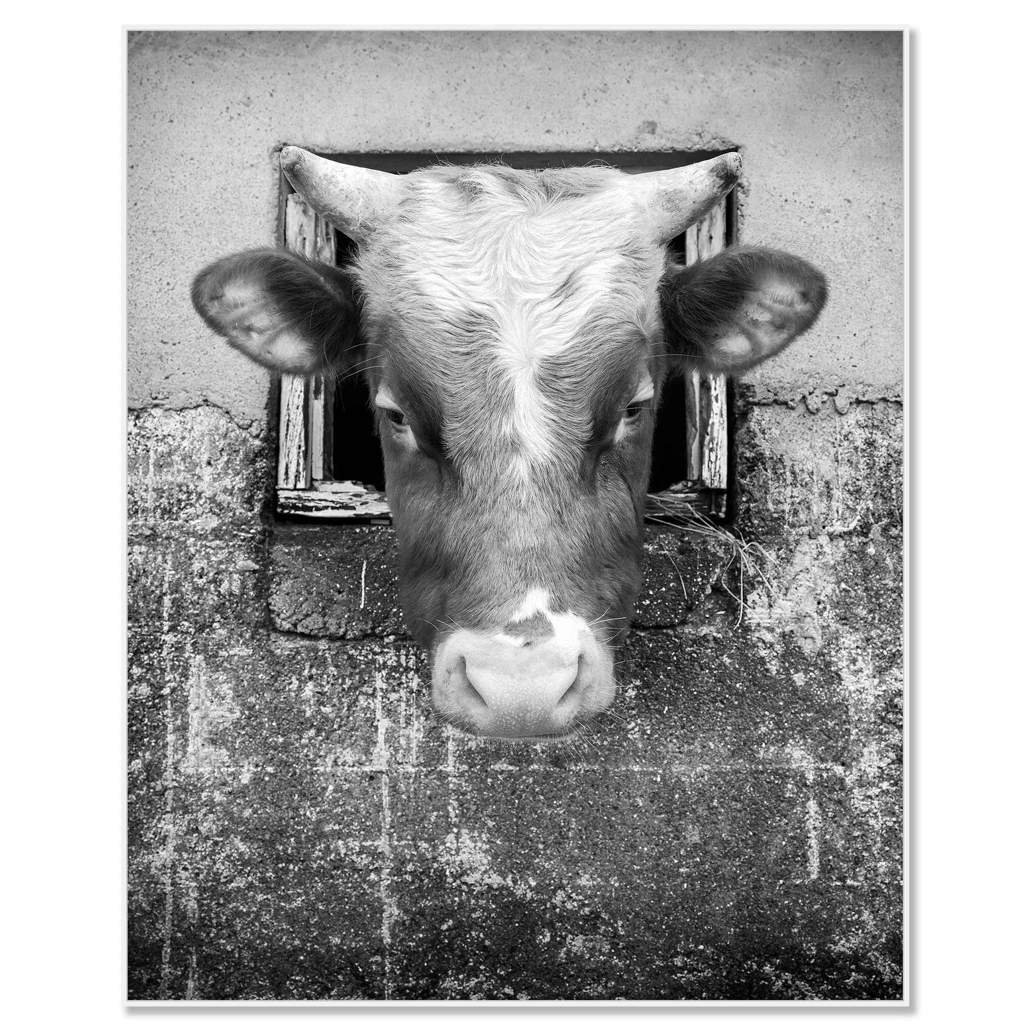 The Curious Cow, Study 1 – black-and-white photograph in a white aluminium ArtBox frame.
