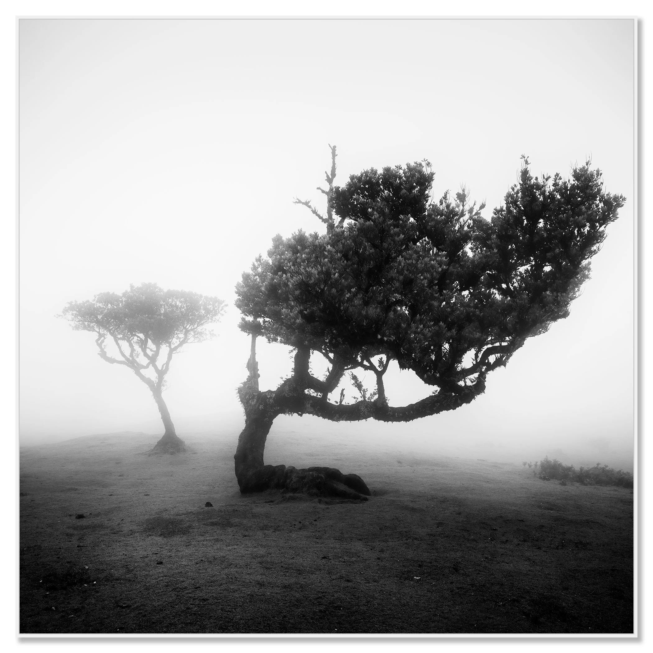 Wind-shaped tree in coastal fog, calm atmospheric black-and-white scene – framed ArtBox white