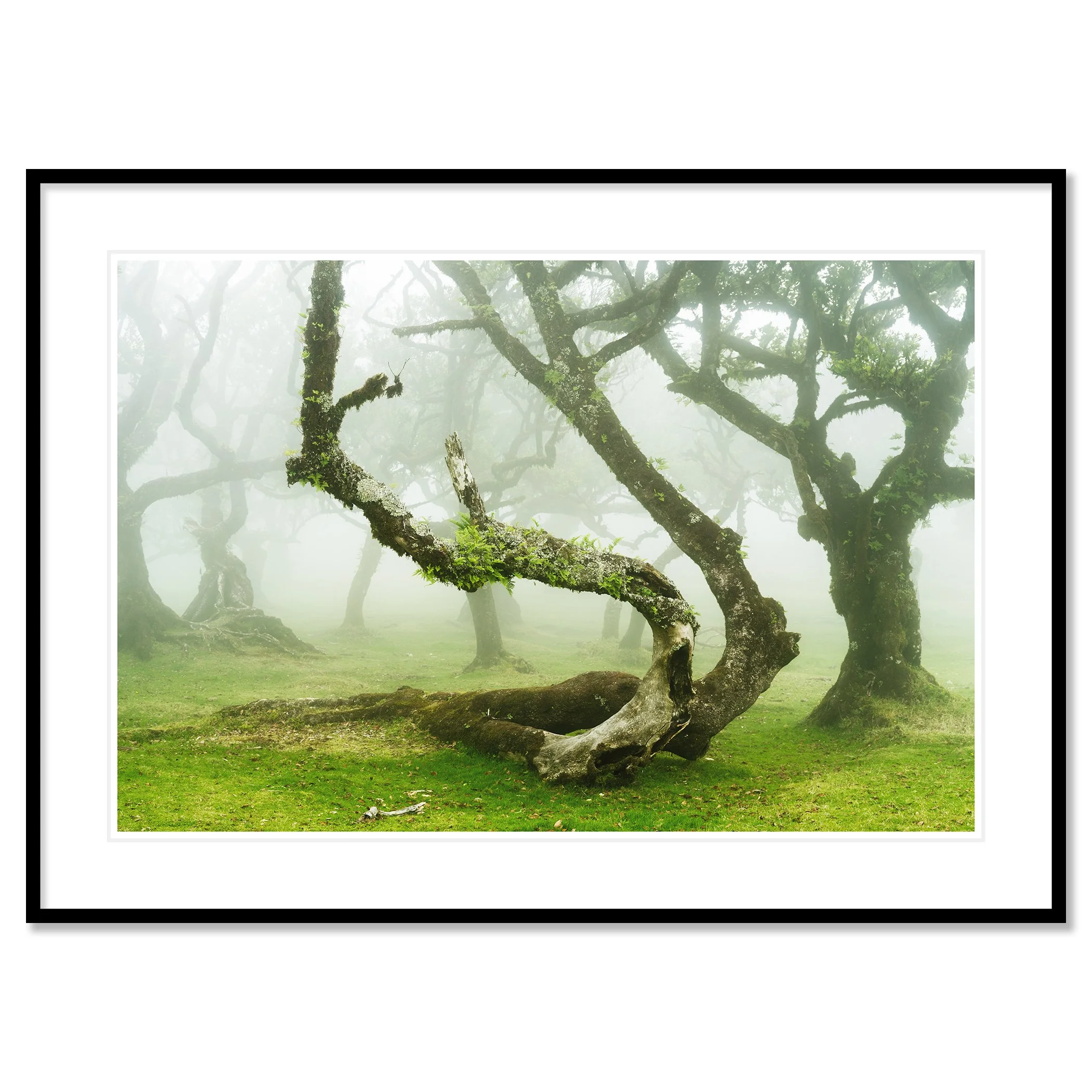 Gerald Berghammer - Color Fine Art Landscape Photography. Misty forest with twisted, moss-covered laurel trees and green grass, Fanal, Madeira. Classic framed black